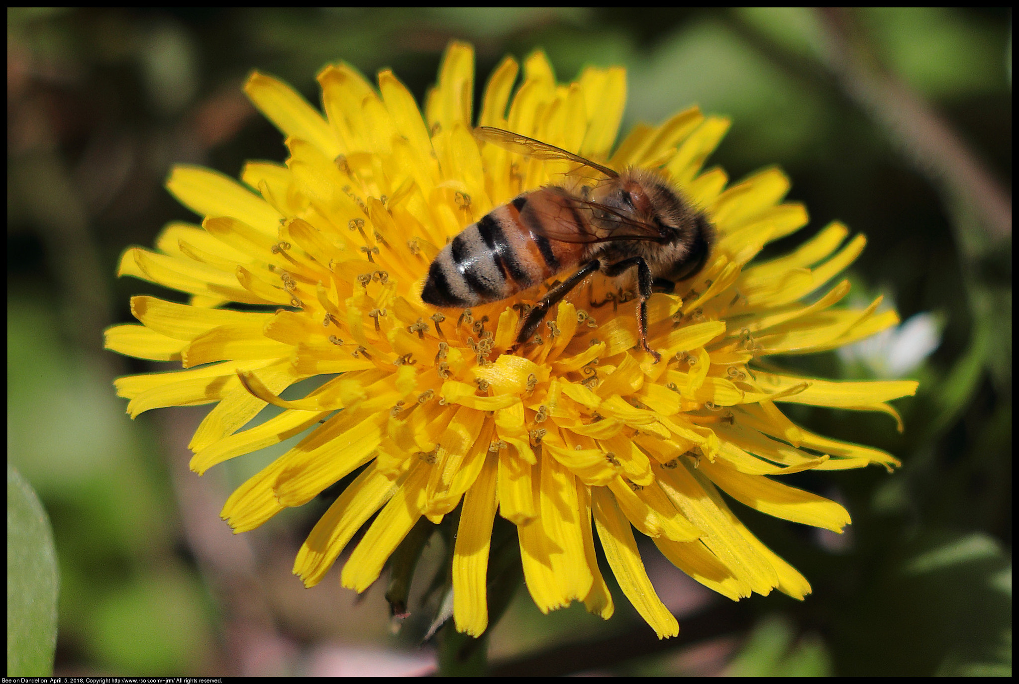 Canon EF 70-300 F4-5.6 IS II USM sample photo. Bee on dandelion photography