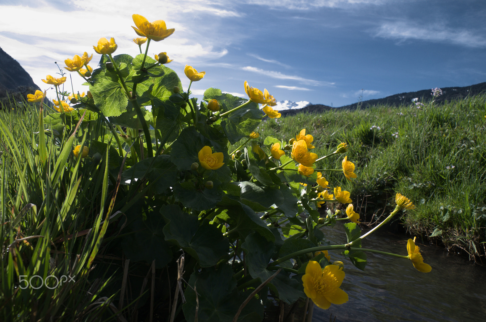 Nikon D300 sample photo. Caltha palustris photography