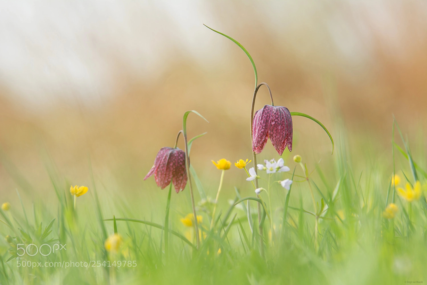Nikon D7100 sample photo. Flower field photography