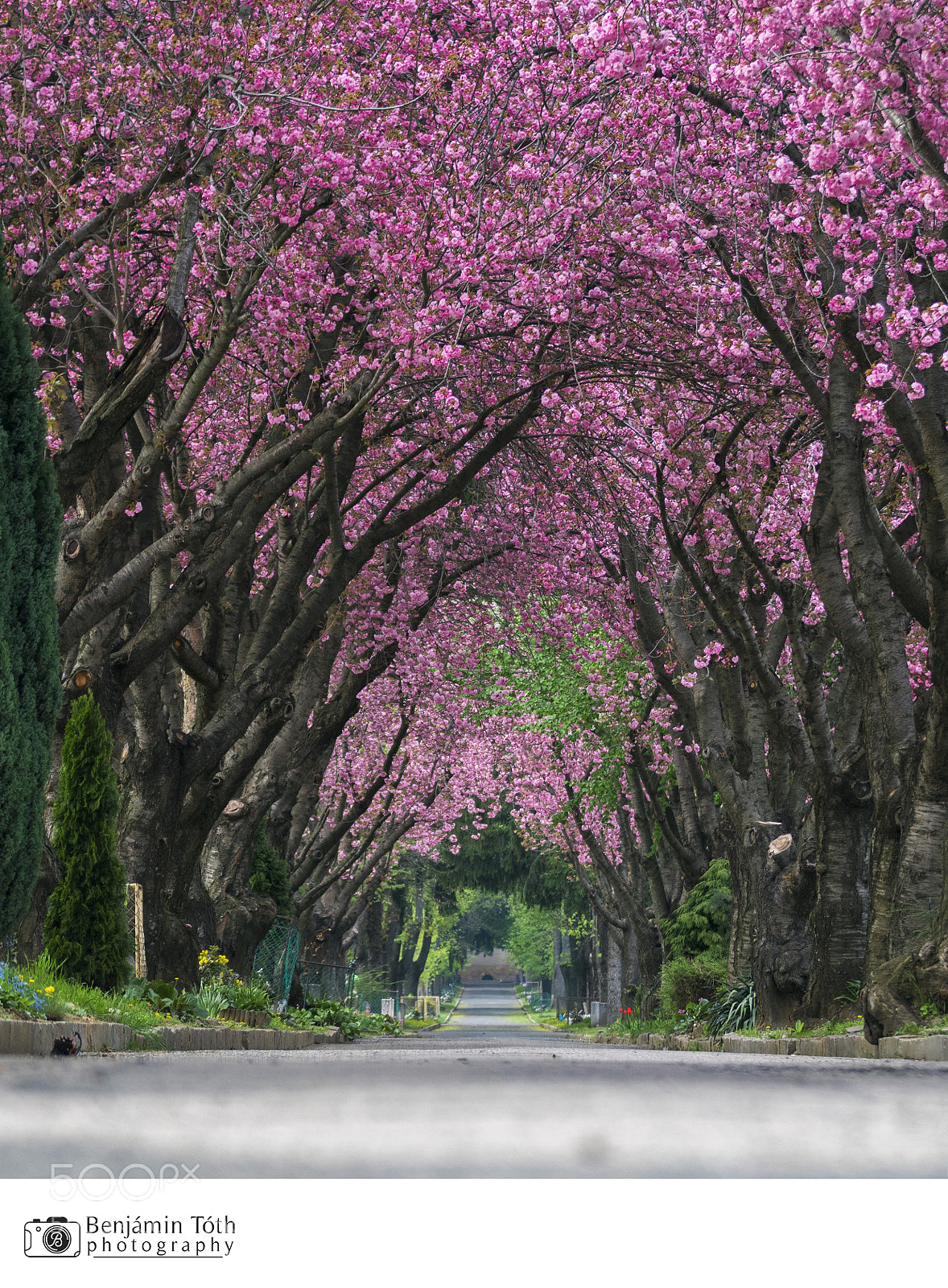 Canon EOS 750D (EOS Rebel T6i / EOS Kiss X8i) sample photo. Tunnel of blossom photography