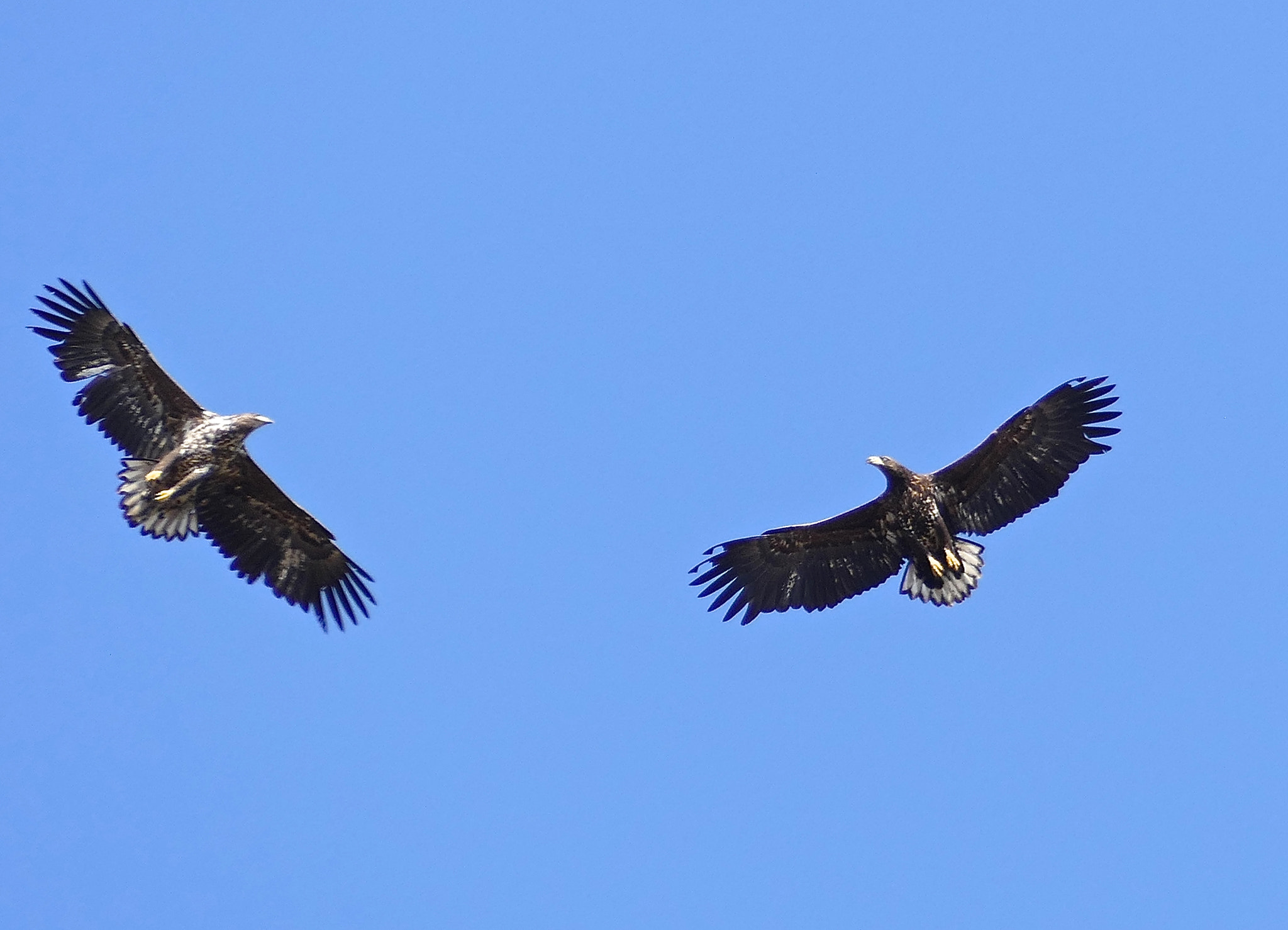 Leica V-Lux (Typ 114) sample photo. Time to fly photography