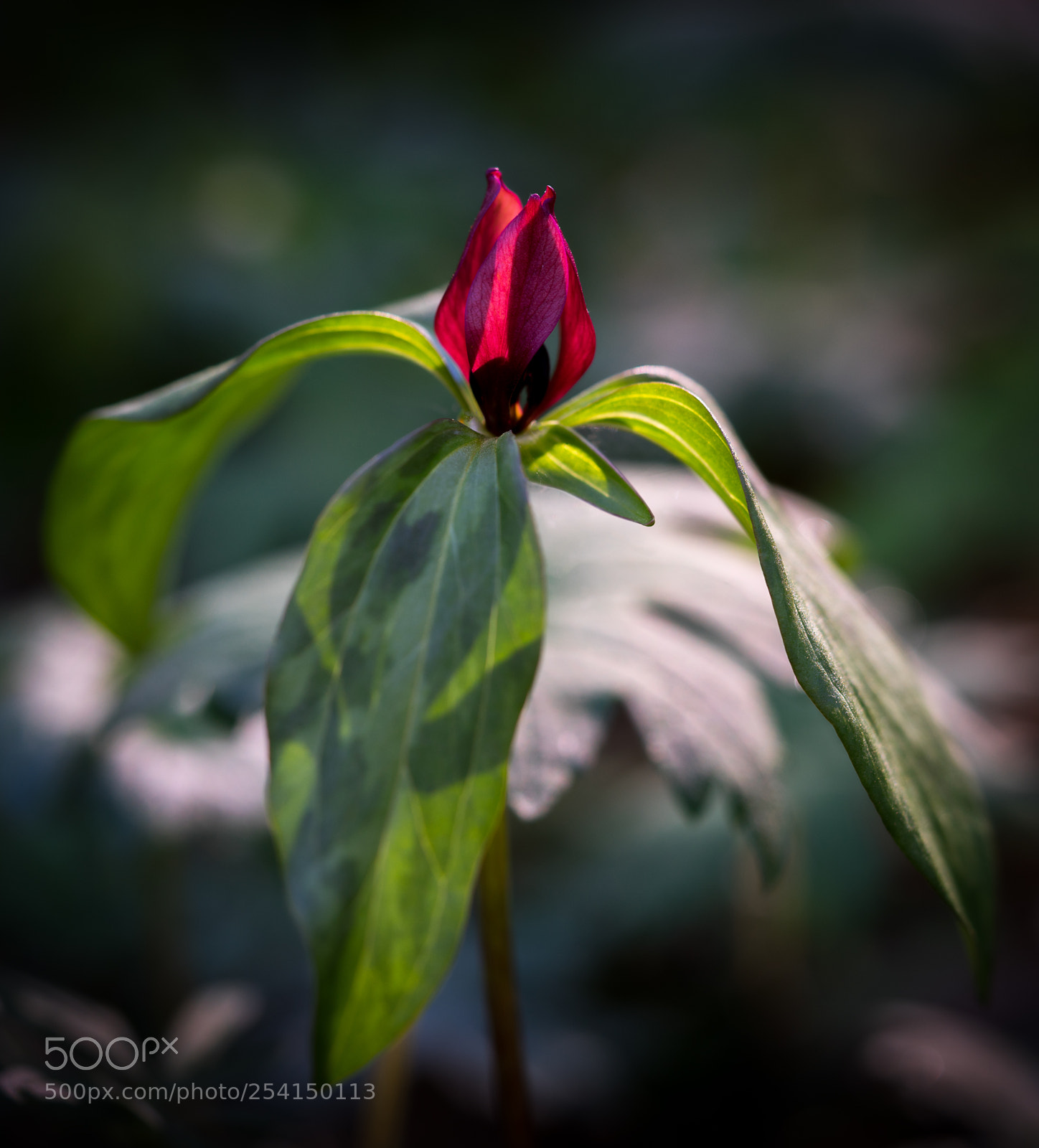 Sony a7R sample photo. Backlit trilium photography