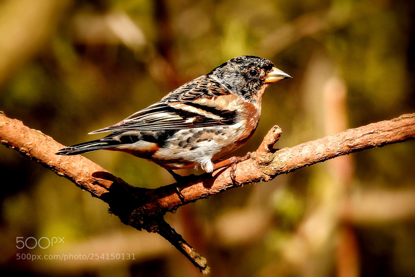 Nikon Coolpix P900 sample photo. Brambling photography