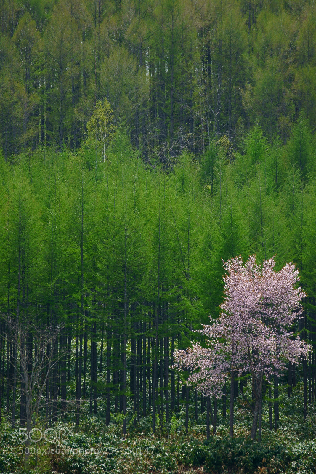 Sony a6300 sample photo. Tender green photography