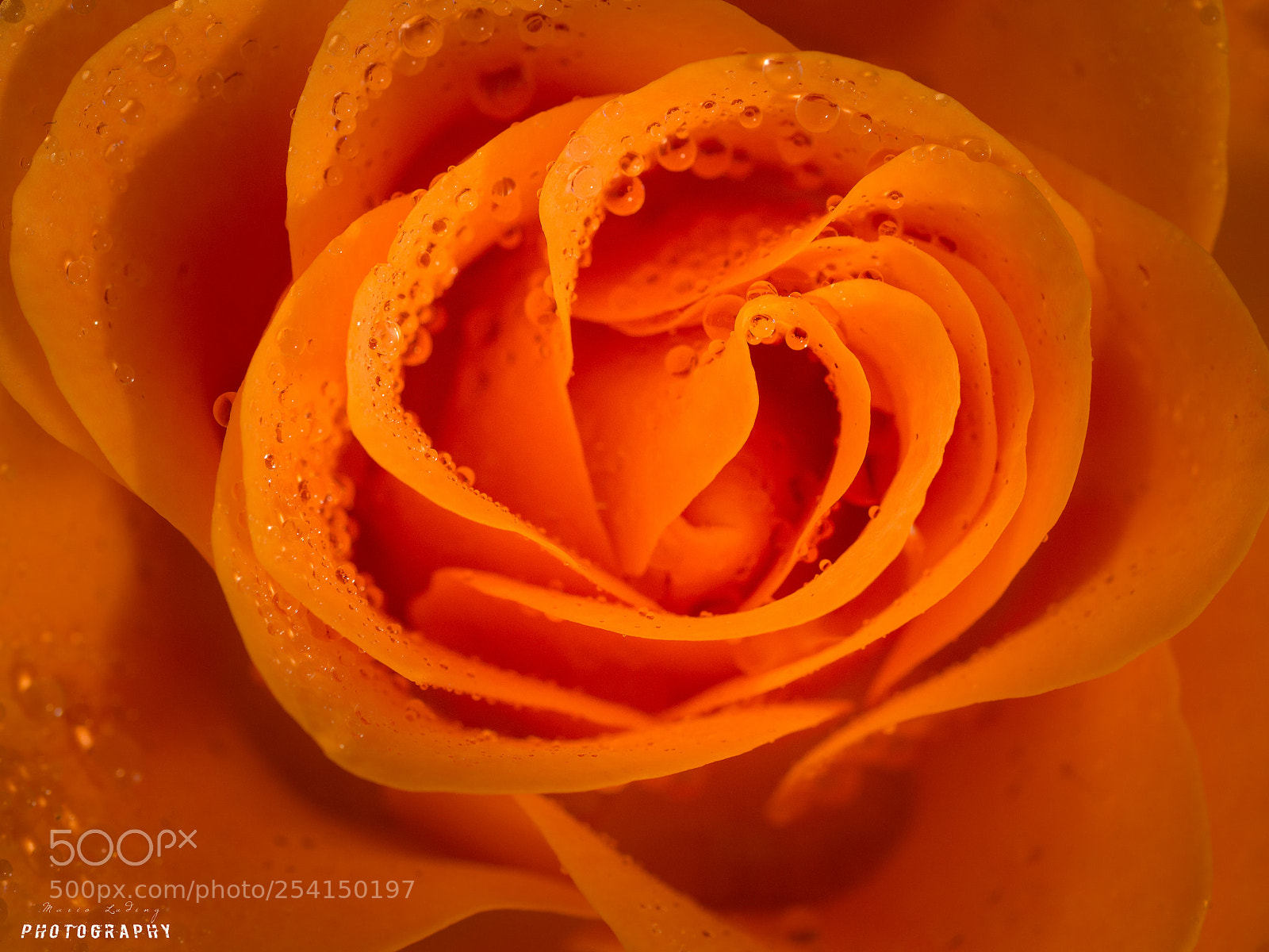 Canon EOS 700D (EOS Rebel T5i / EOS Kiss X7i) sample photo. ☆rose☆ photography