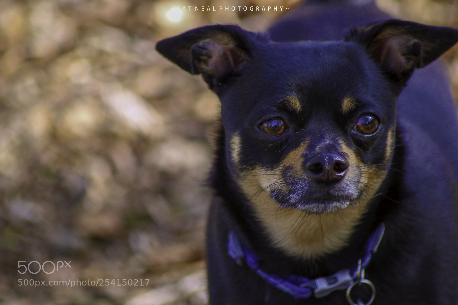 Canon EOS 750D (EOS Rebel T6i / EOS Kiss X8i) sample photo. Chase photography