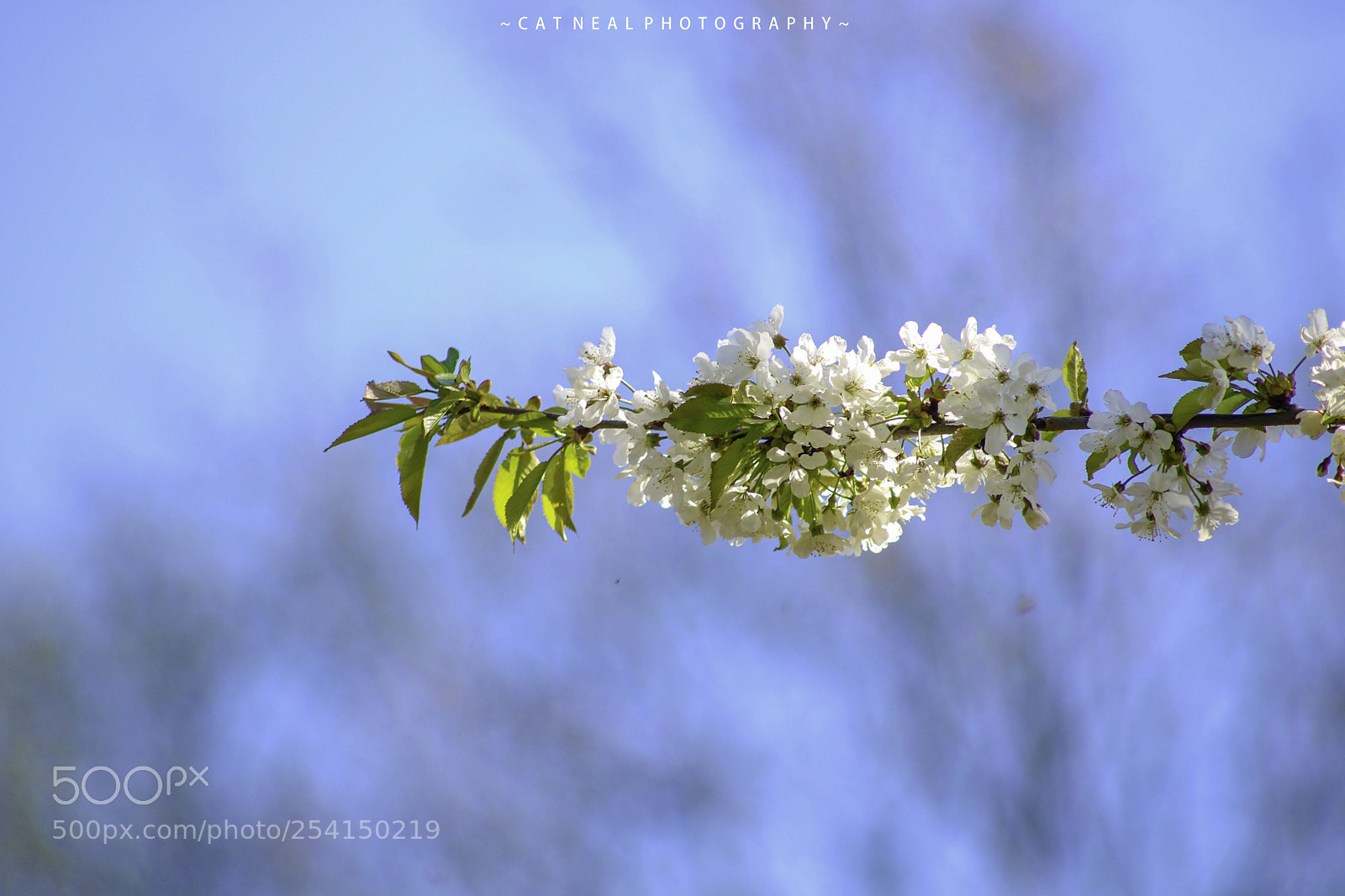 Canon EOS 750D (EOS Rebel T6i / EOS Kiss X8i) sample photo. Blossom photography