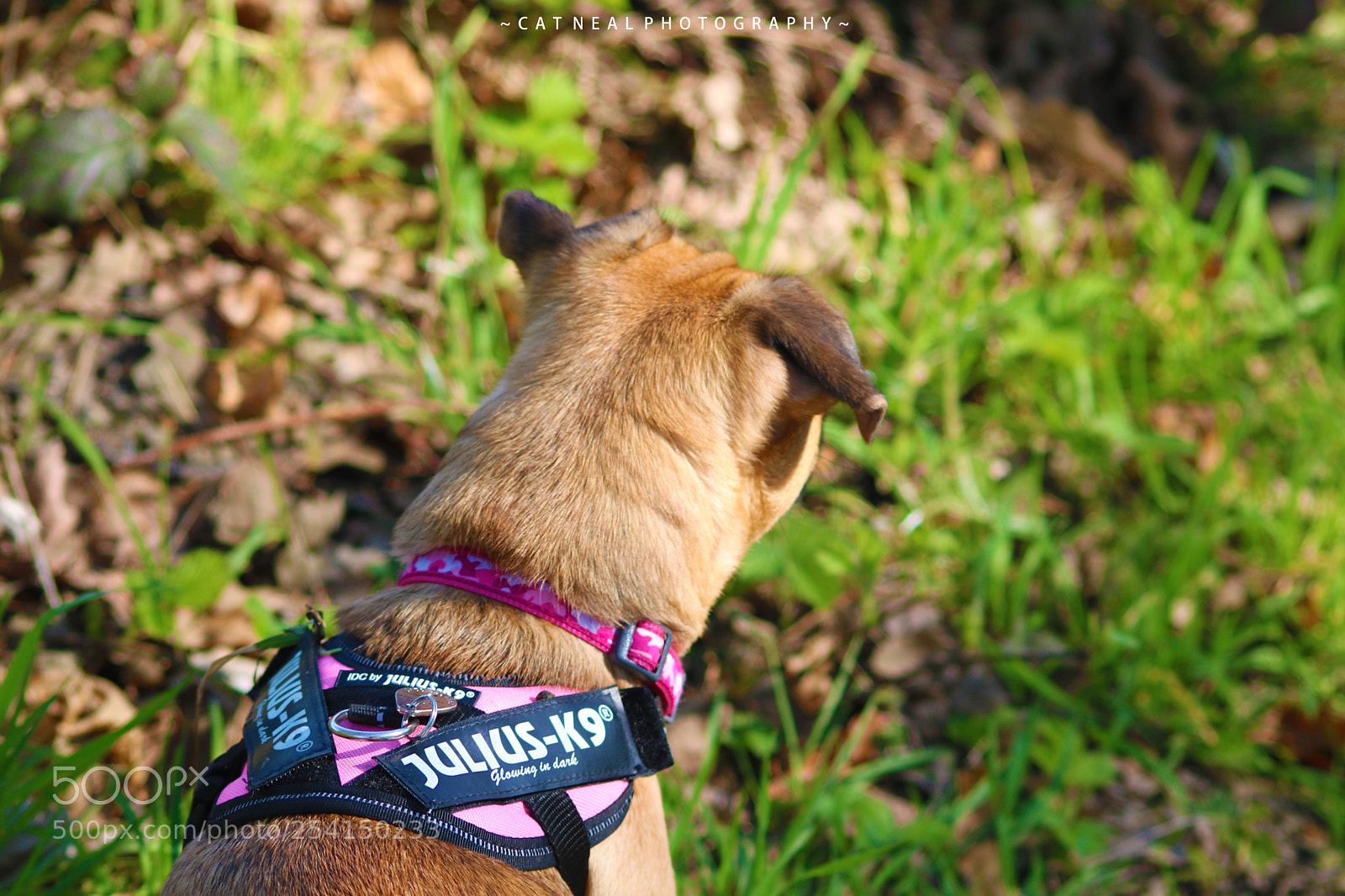 Canon EOS 750D (EOS Rebel T6i / EOS Kiss X8i) sample photo. Darcy photography
