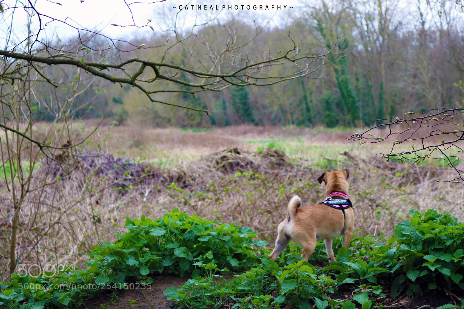 Canon EOS 750D (EOS Rebel T6i / EOS Kiss X8i) sample photo. Darcy photography