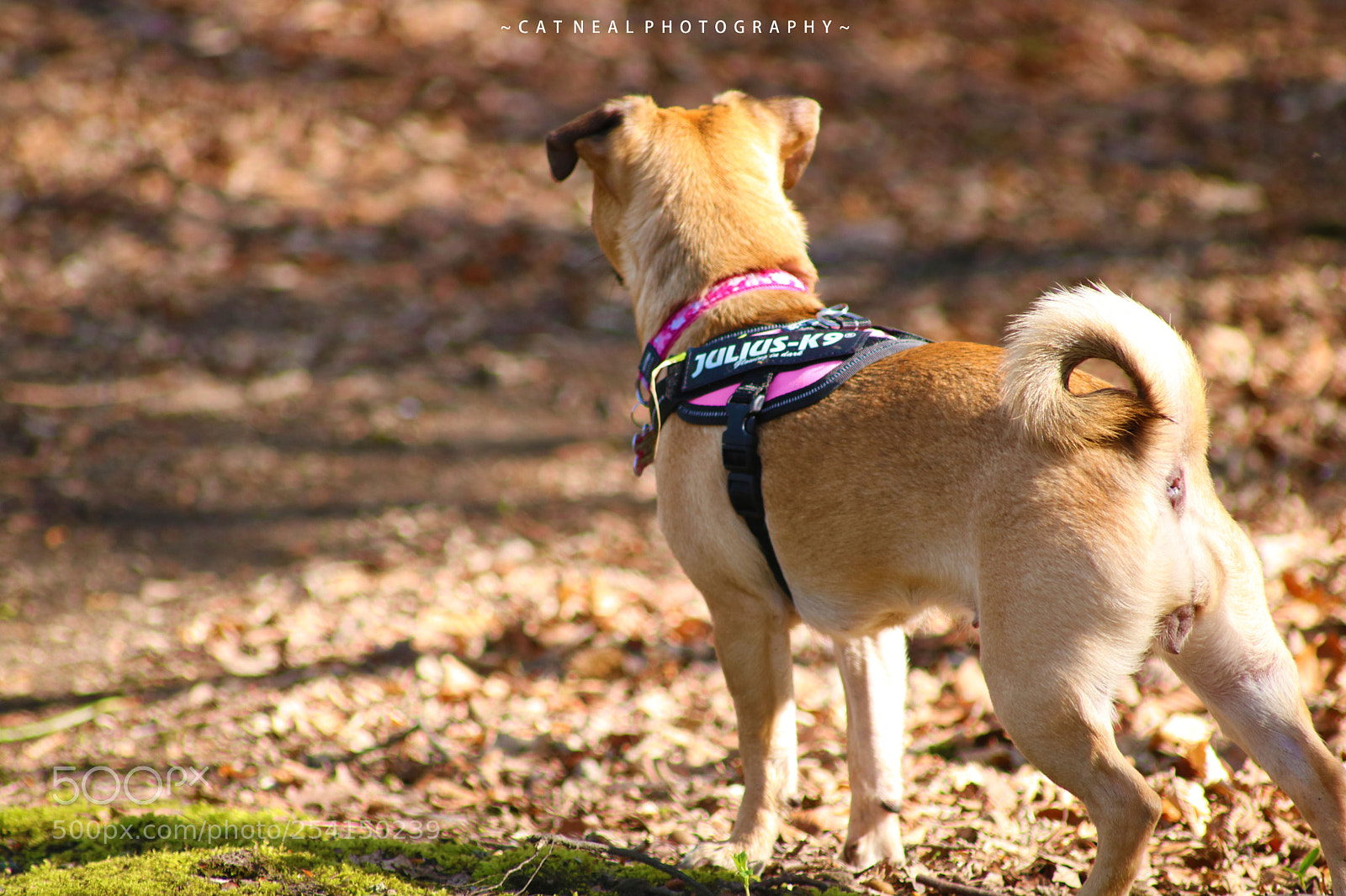 Canon EOS 750D (EOS Rebel T6i / EOS Kiss X8i) sample photo. Darcy photography