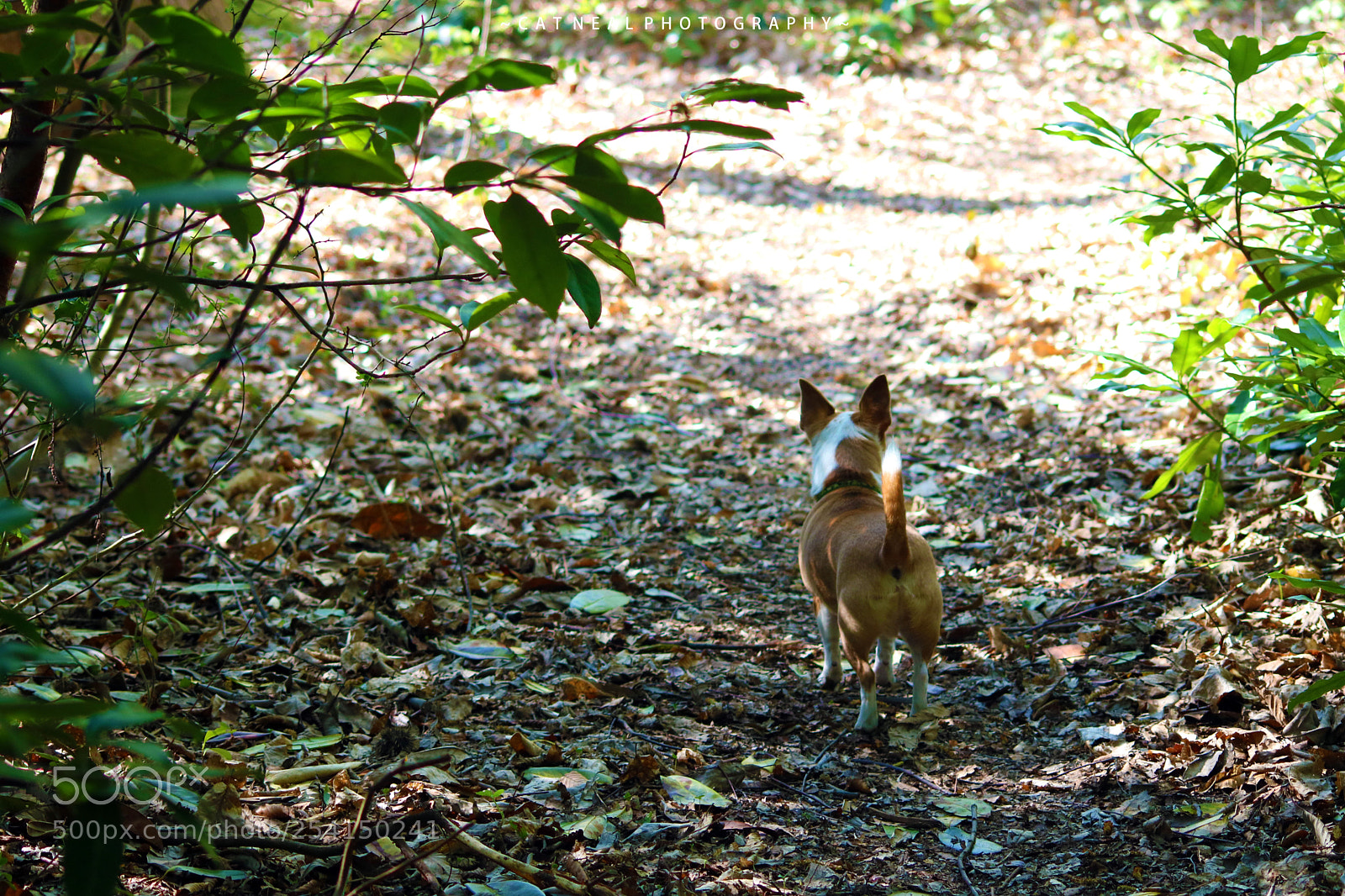 Canon EOS 750D (EOS Rebel T6i / EOS Kiss X8i) sample photo. Mojo photography
