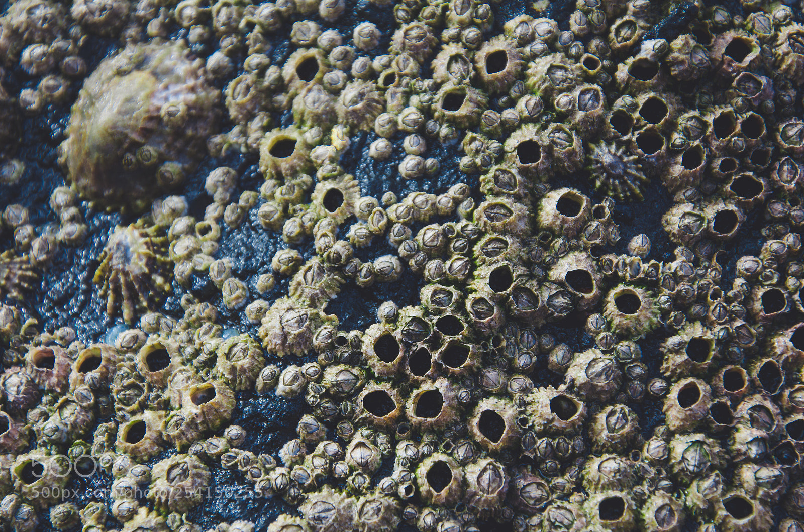 Nikon D7000 sample photo. Barnacles photography