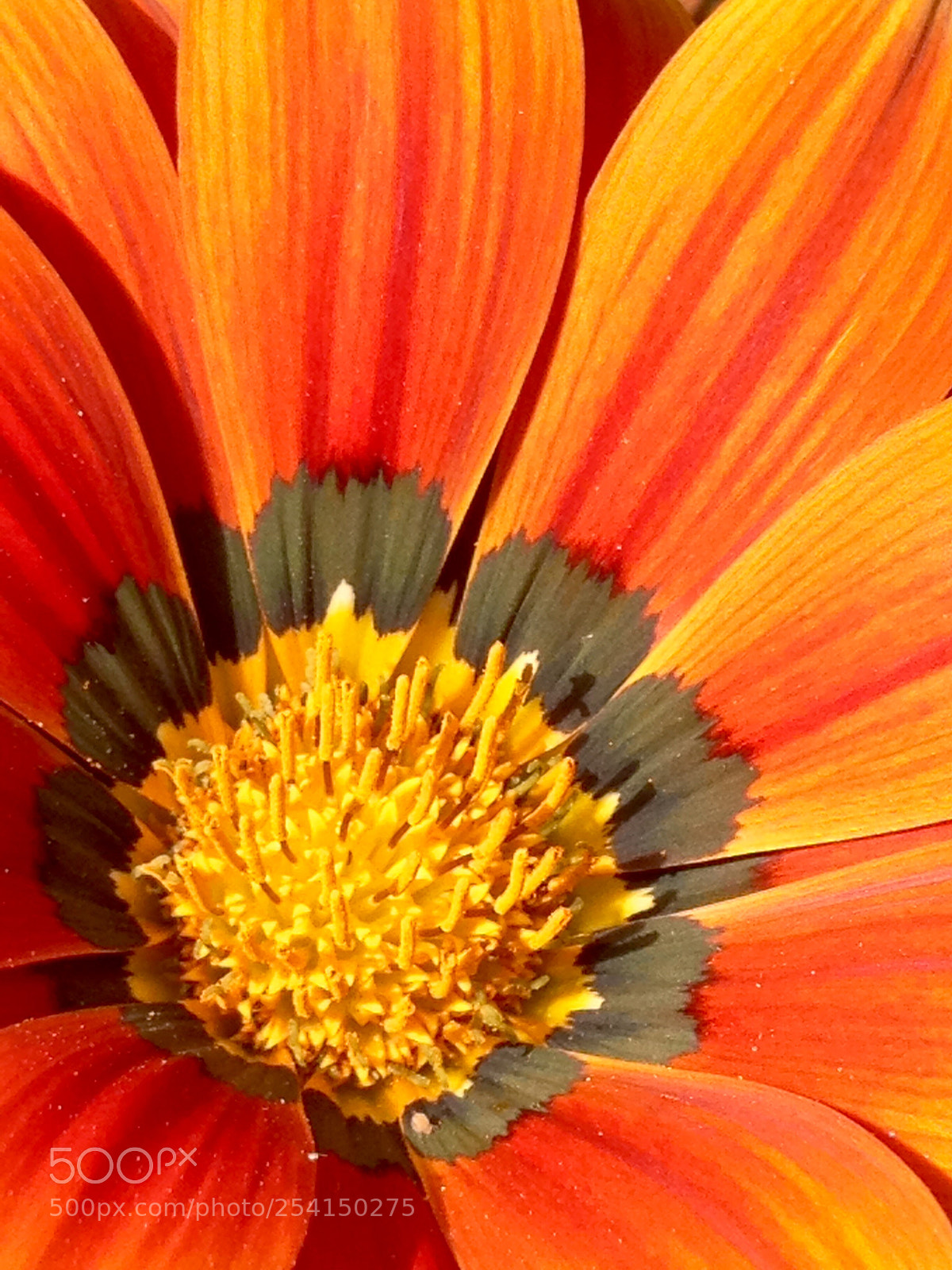 Apple iPhone 4S sample photo. Untitled photography