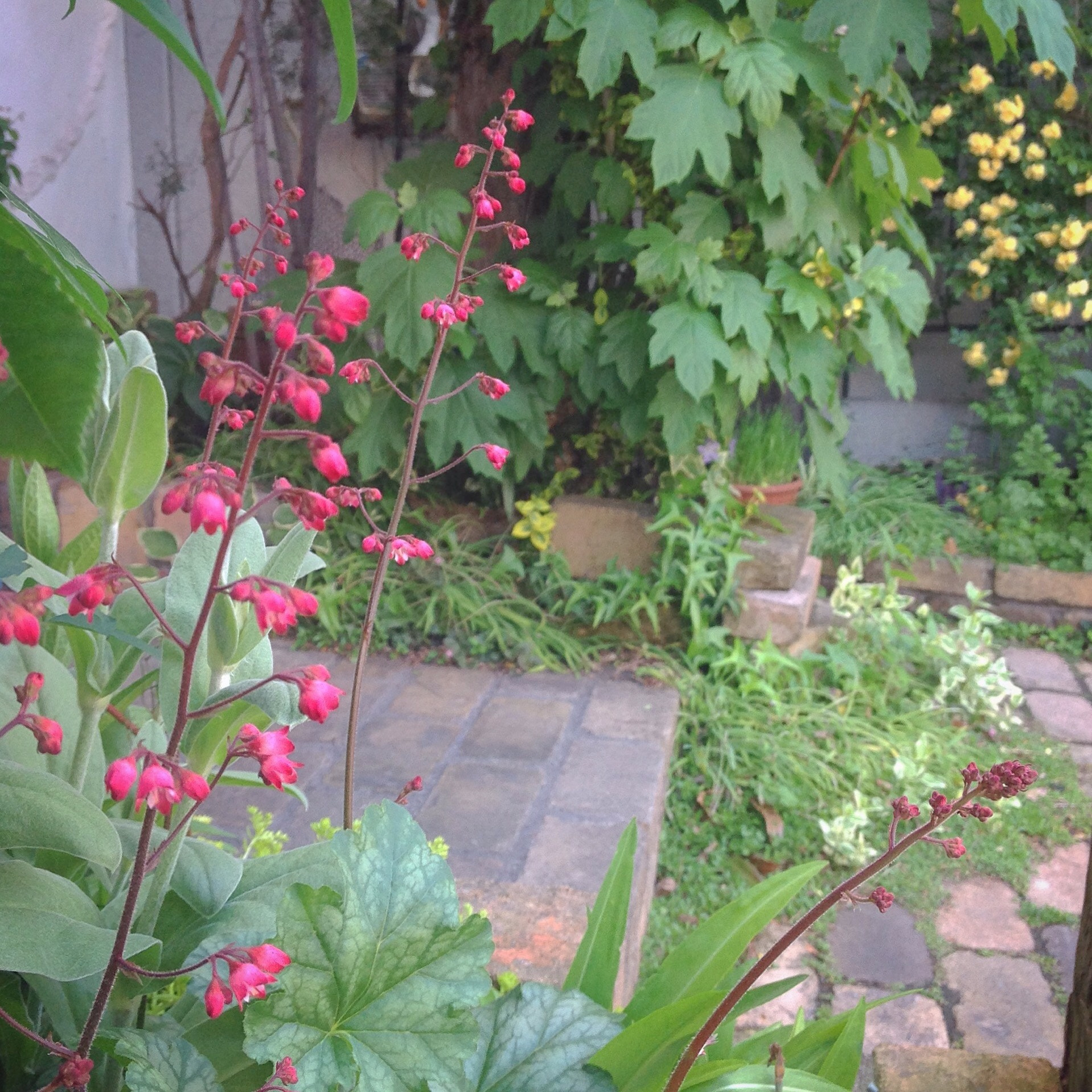 Apple iPad sample photo. Jardin printanier photography