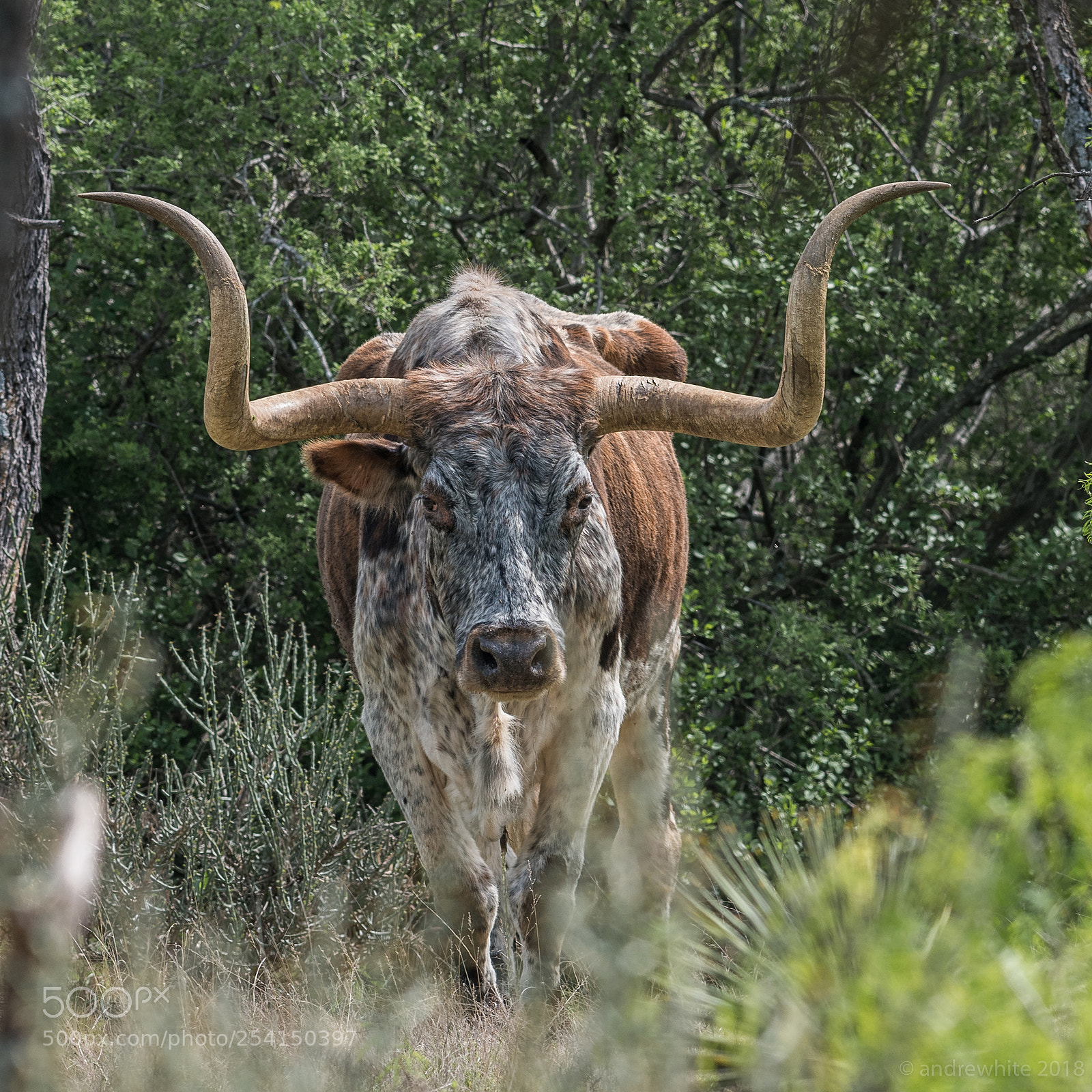 Nikon D850 sample photo. Free range longhorn photography