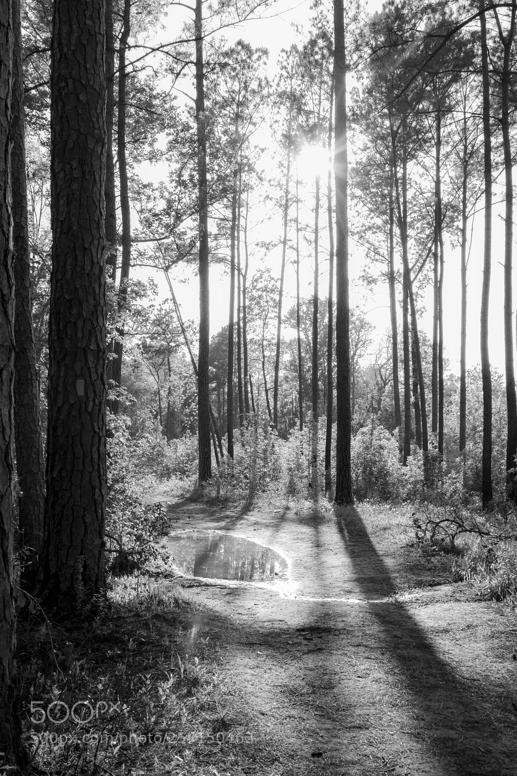 Canon EOS 7D Mark II sample photo. Sunlight in the woods photography