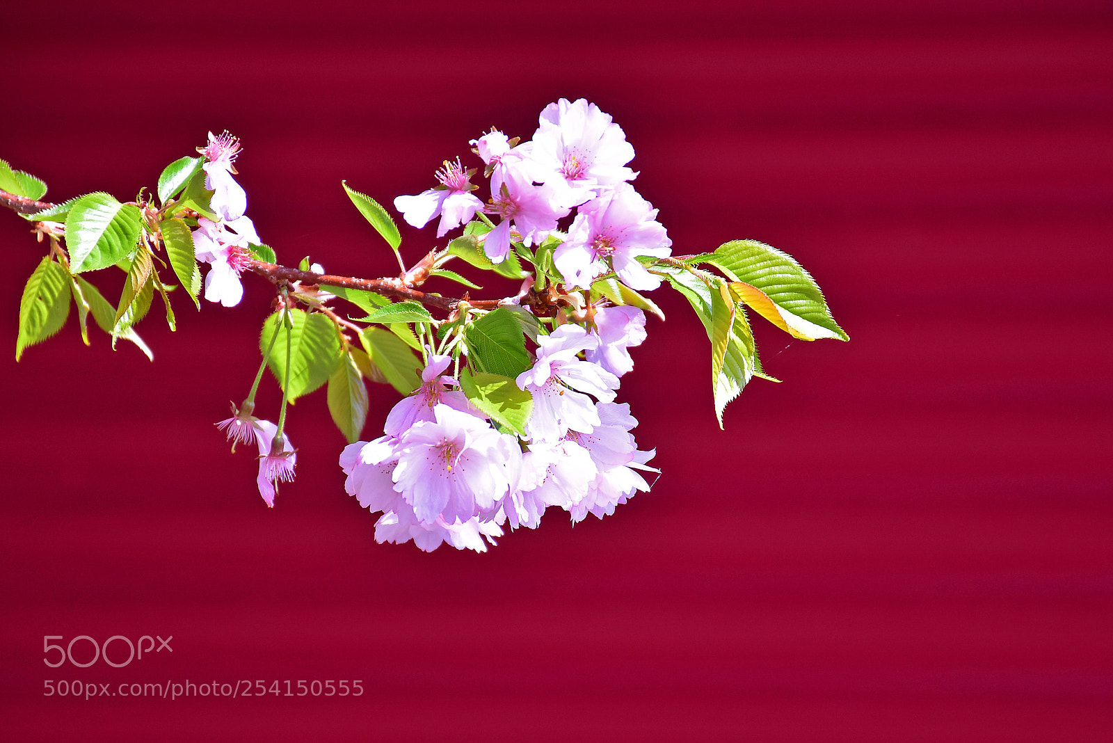 Nikon D7200 sample photo. Delicate flowers before purple photography