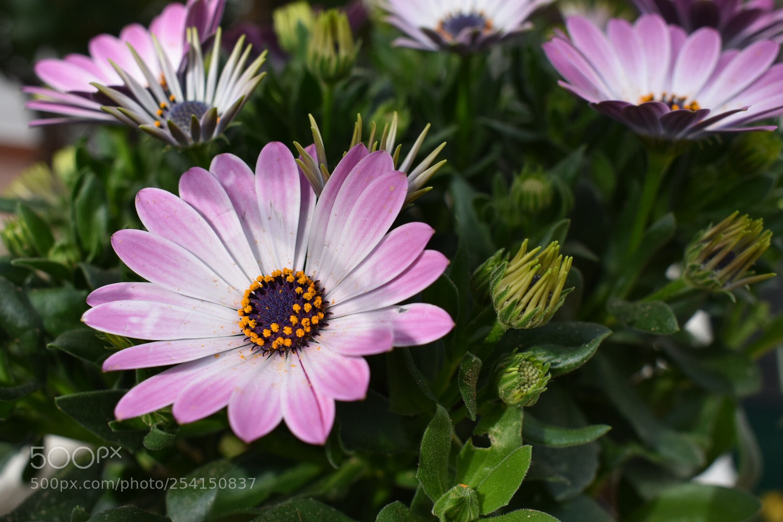 Nikon D3400 sample photo. The power of spring photography