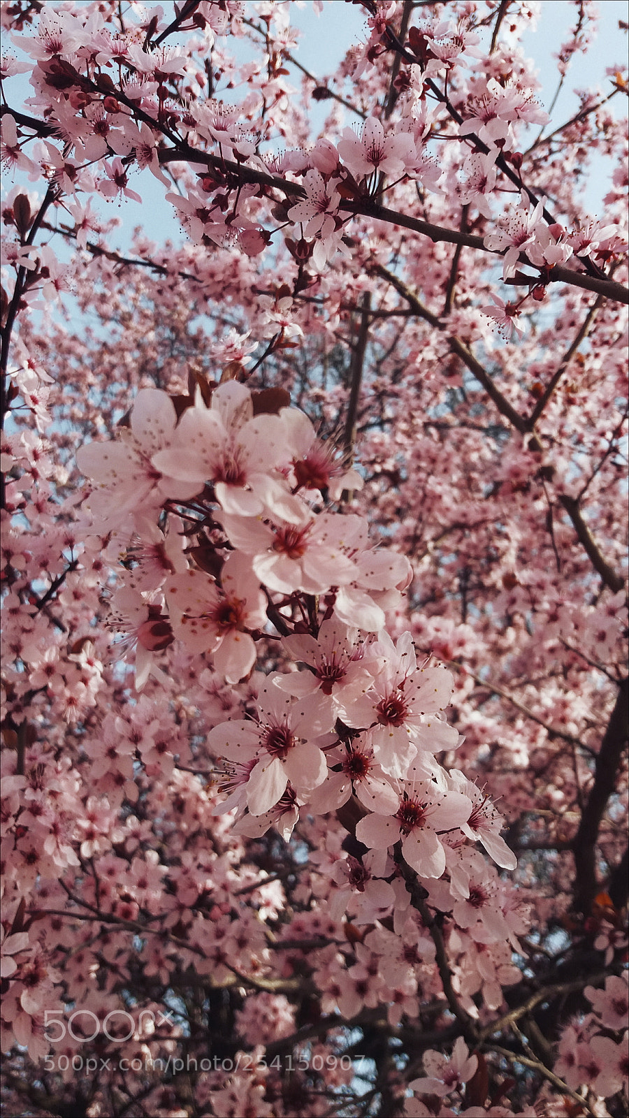 Samsung Galaxy J5 sample photo. Blossom photography