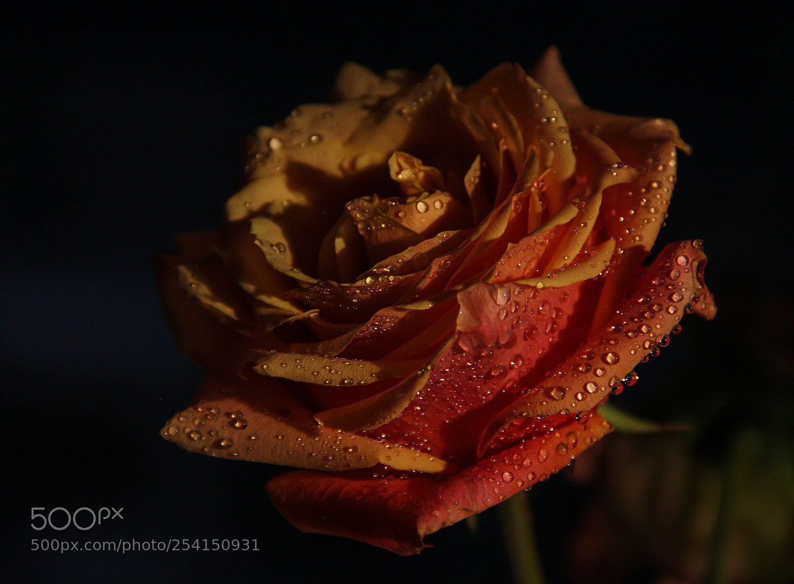 Canon EOS 600D (Rebel EOS T3i / EOS Kiss X5) sample photo. Fading rose  photography
