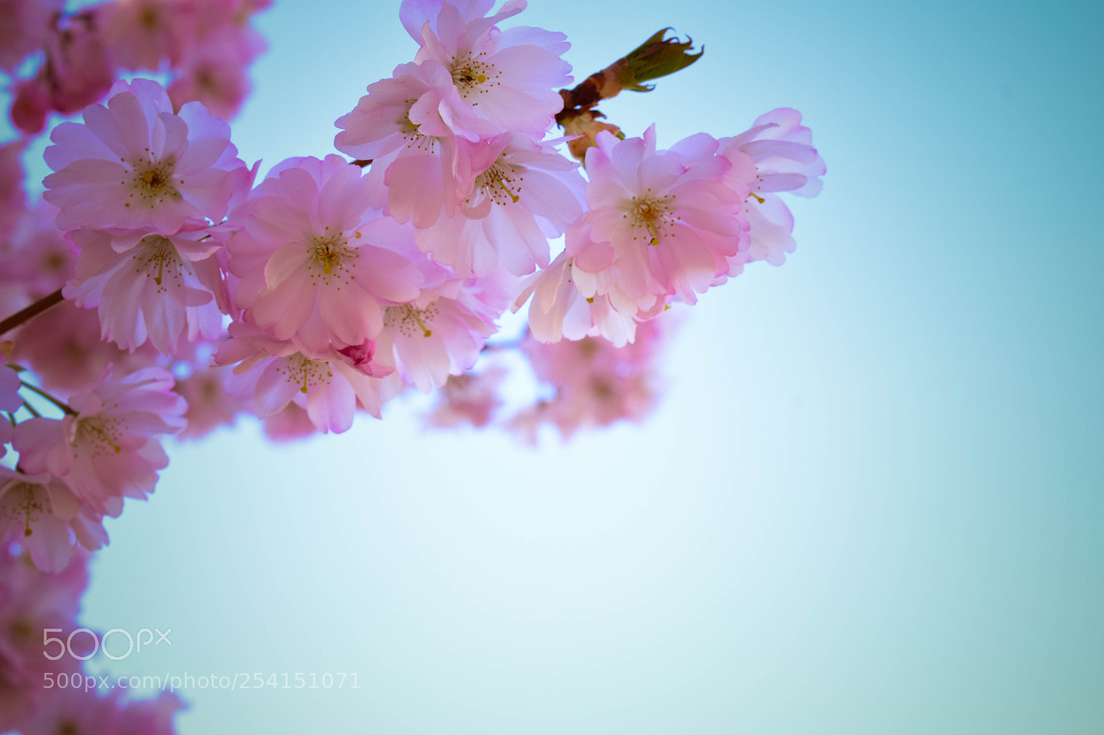 Nikon D3300 sample photo. Pastel spring photography