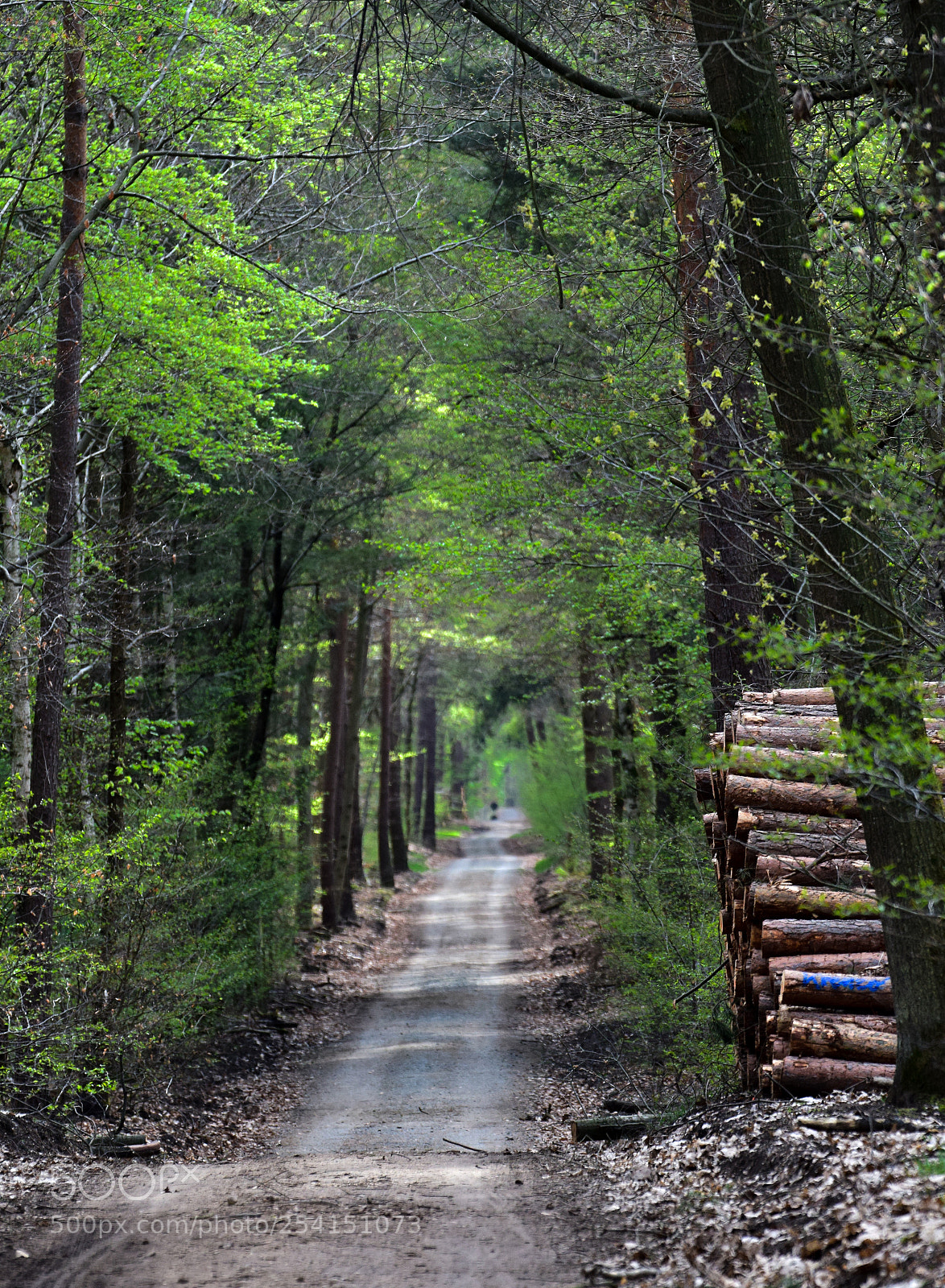 Nikon D3300 sample photo. Walk photography