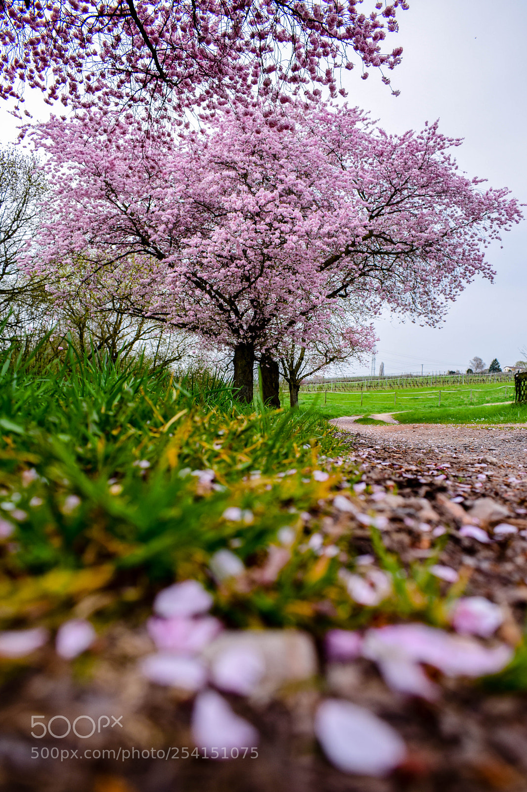 Nikon D3300 sample photo. The cherry walk photography
