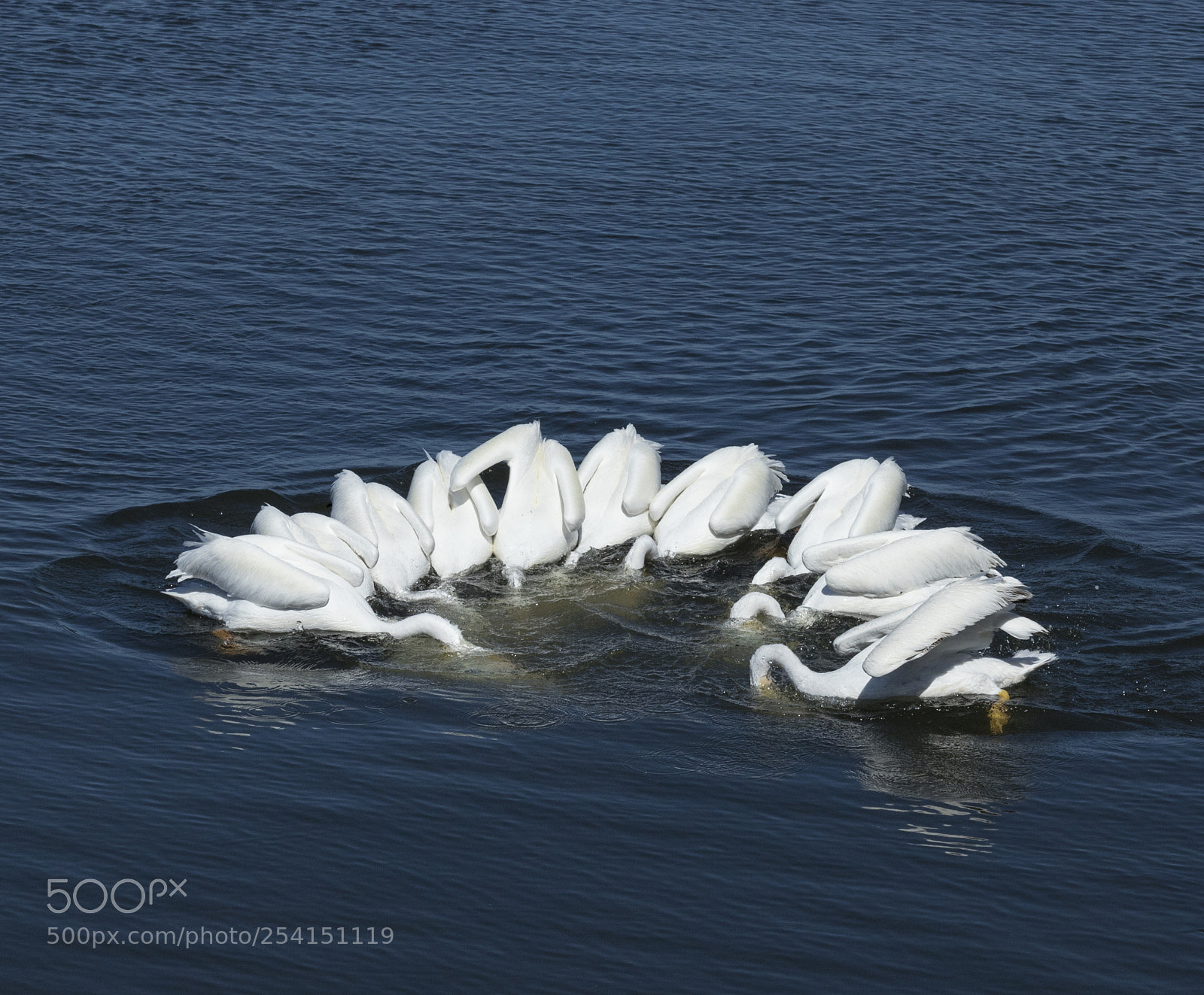 Canon EOS 6D Mark II sample photo. White pelicans herding their photography