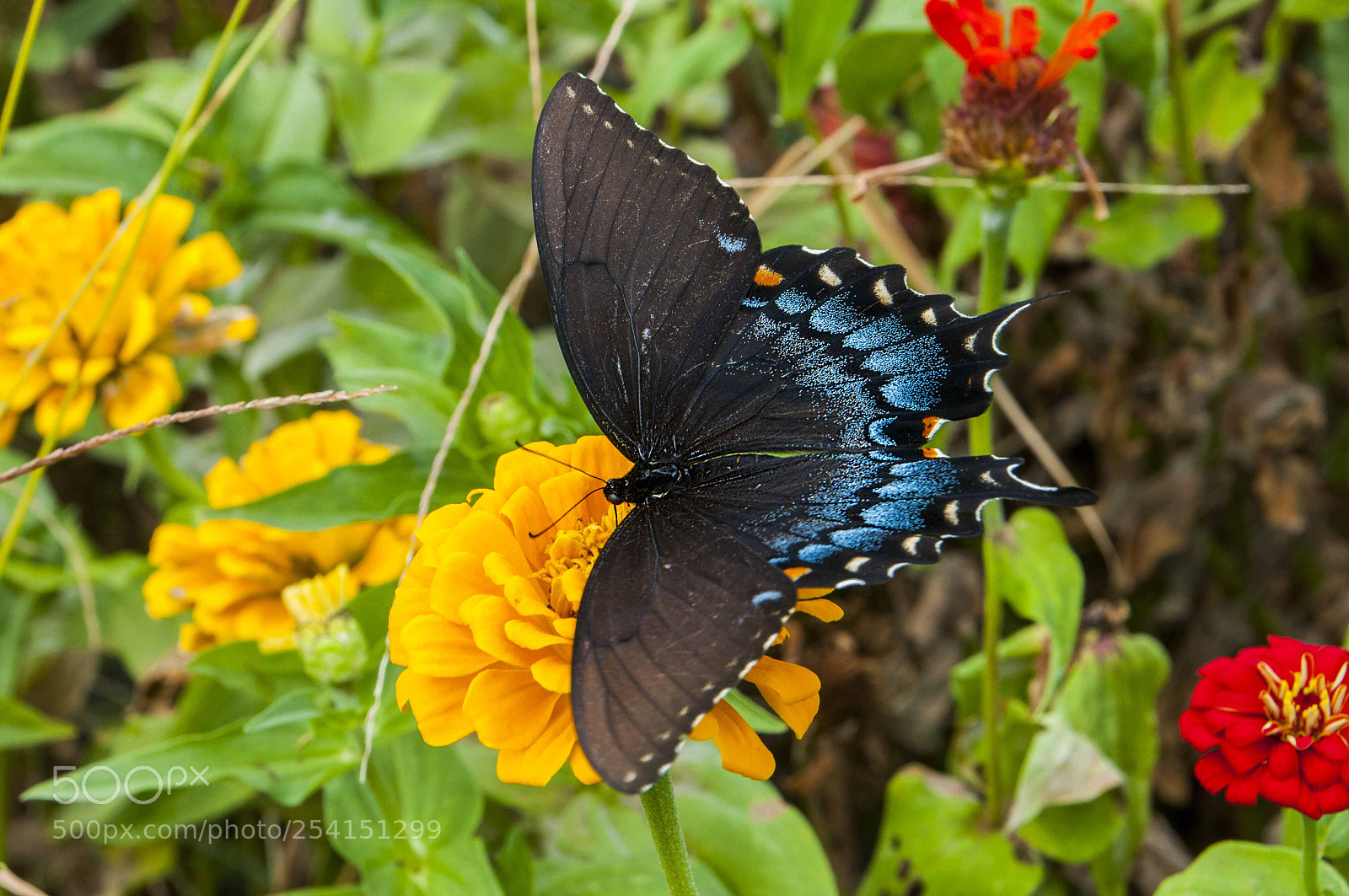 Nikon D300 sample photo. Black beauty photography
