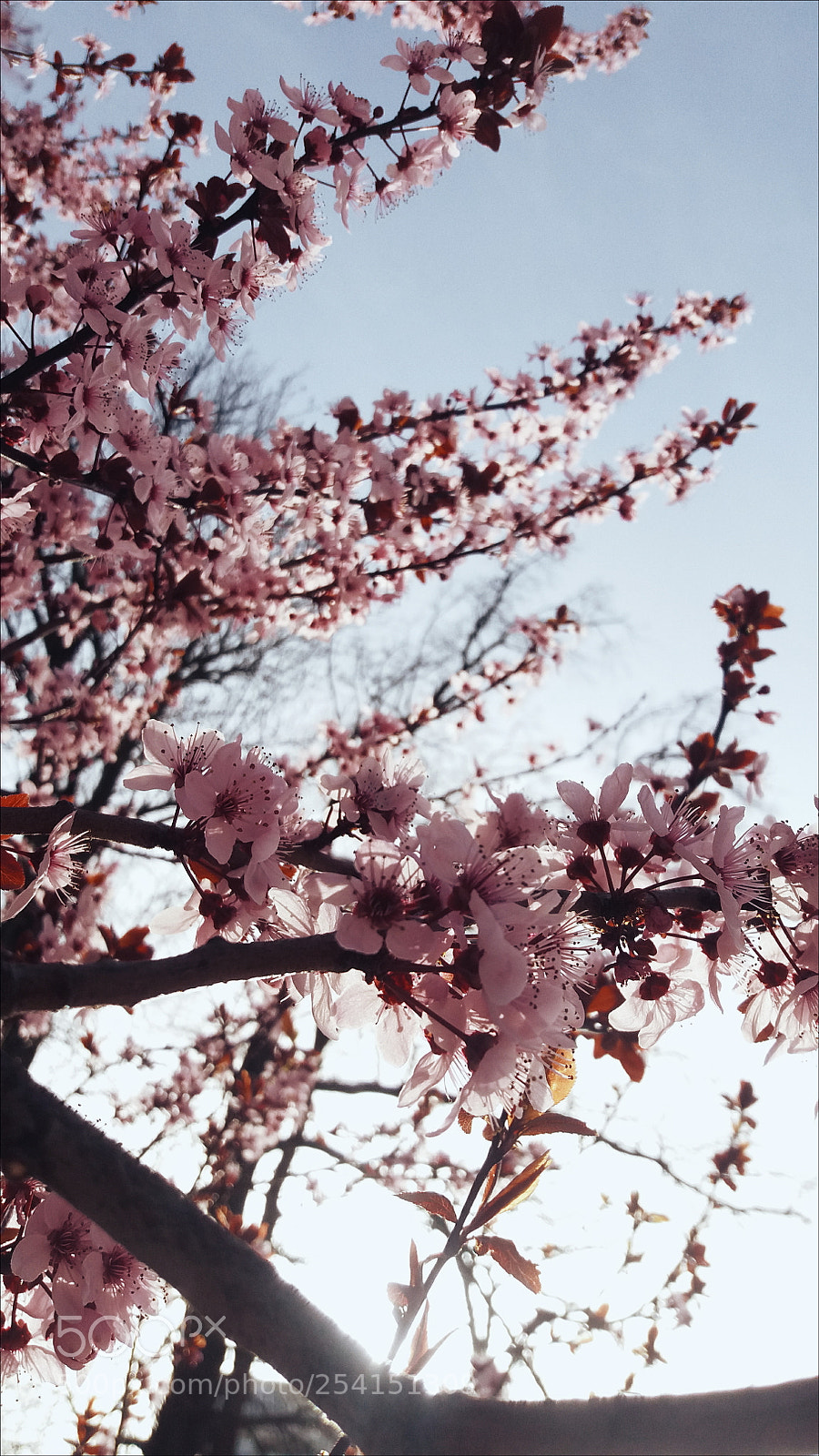 Samsung Galaxy J5 sample photo. Rosa photography
