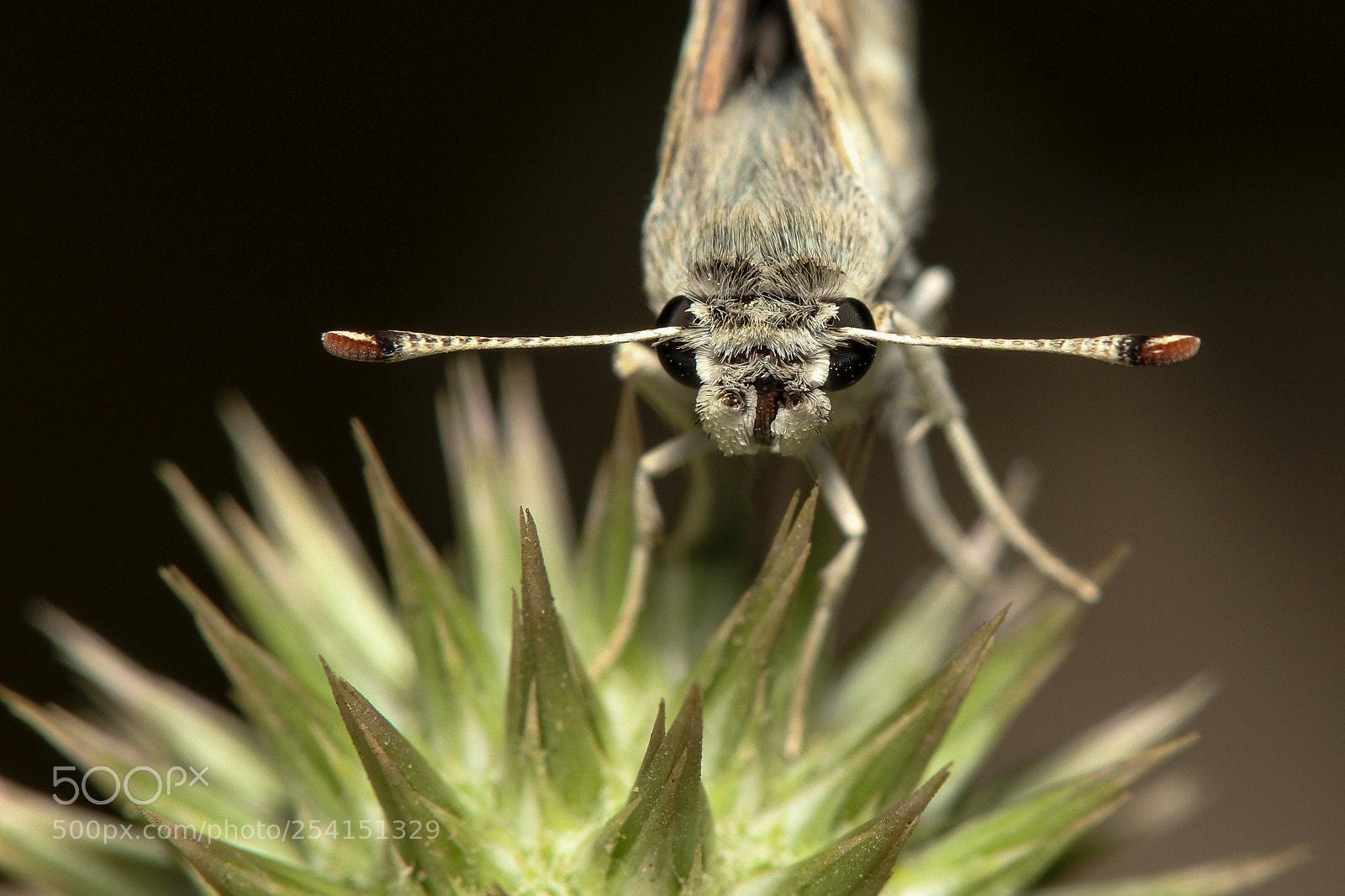 Canon EOS 60D sample photo. Mallow skipper photography