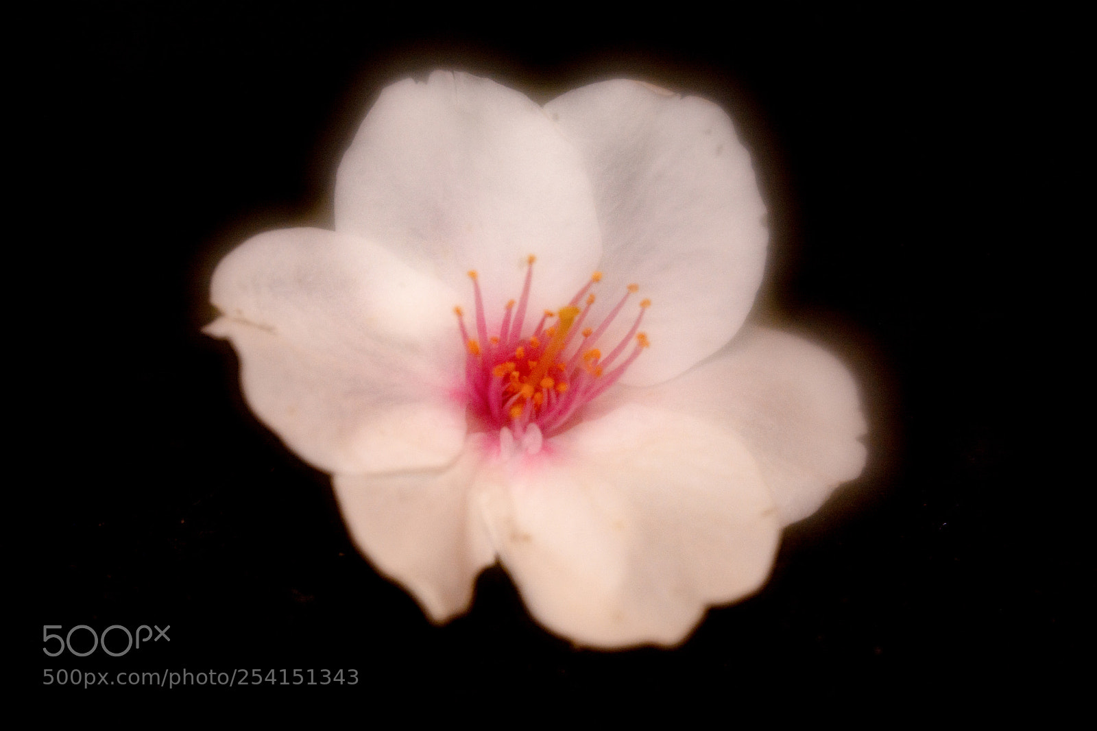 Nikon D7100 sample photo. Soft white dogwood flower photography