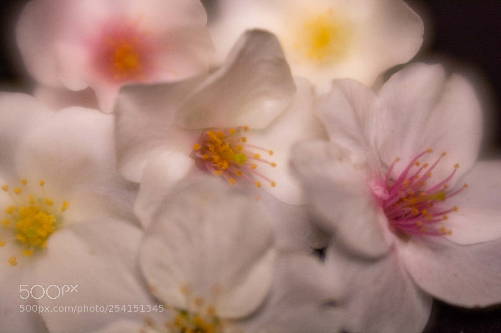 Nikon D7100 sample photo. Cluster of soft white photography
