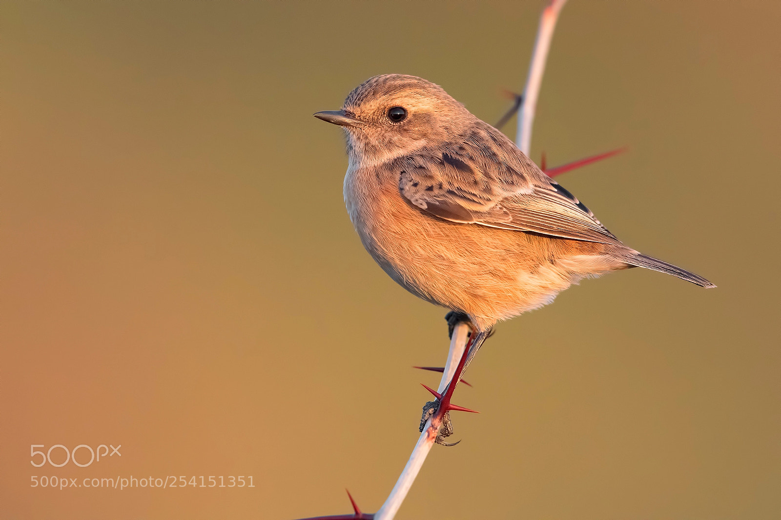 Nikon D850 sample photo. Stonechat photography