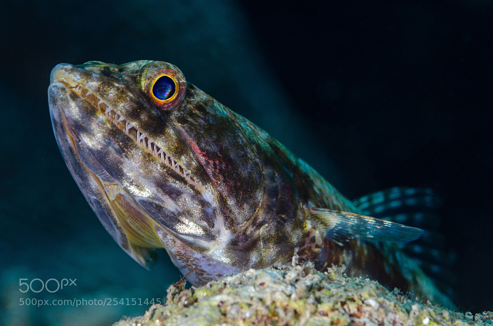 Nikon D7000 sample photo. Lizardfish (lat.: synodontidae) photography