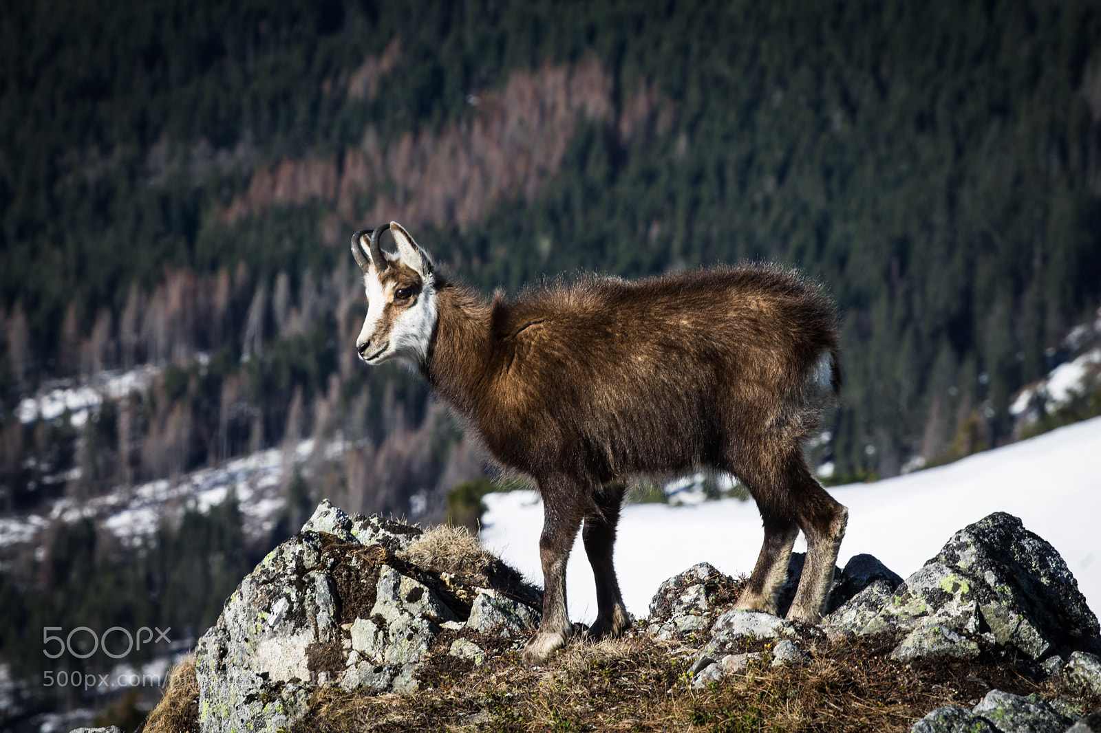 Canon EOS 1100D (EOS Rebel T3 / EOS Kiss X50) sample photo. Mountain chamois. photography