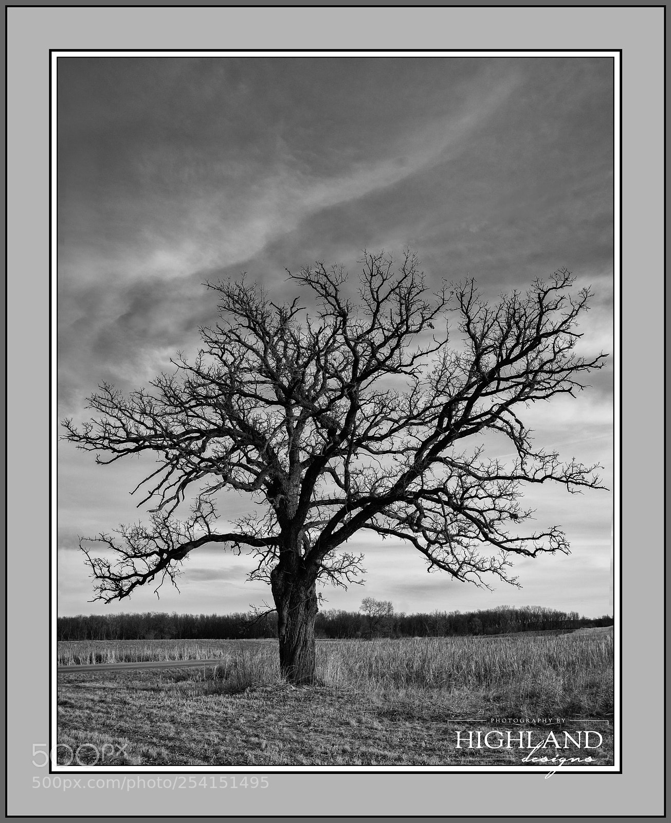 Sony a7 II sample photo. White oak b w photography