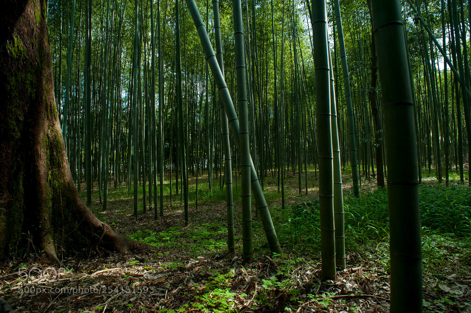 Nikon D700 sample photo. Bamboo forest, arashiyama, kyoto photography