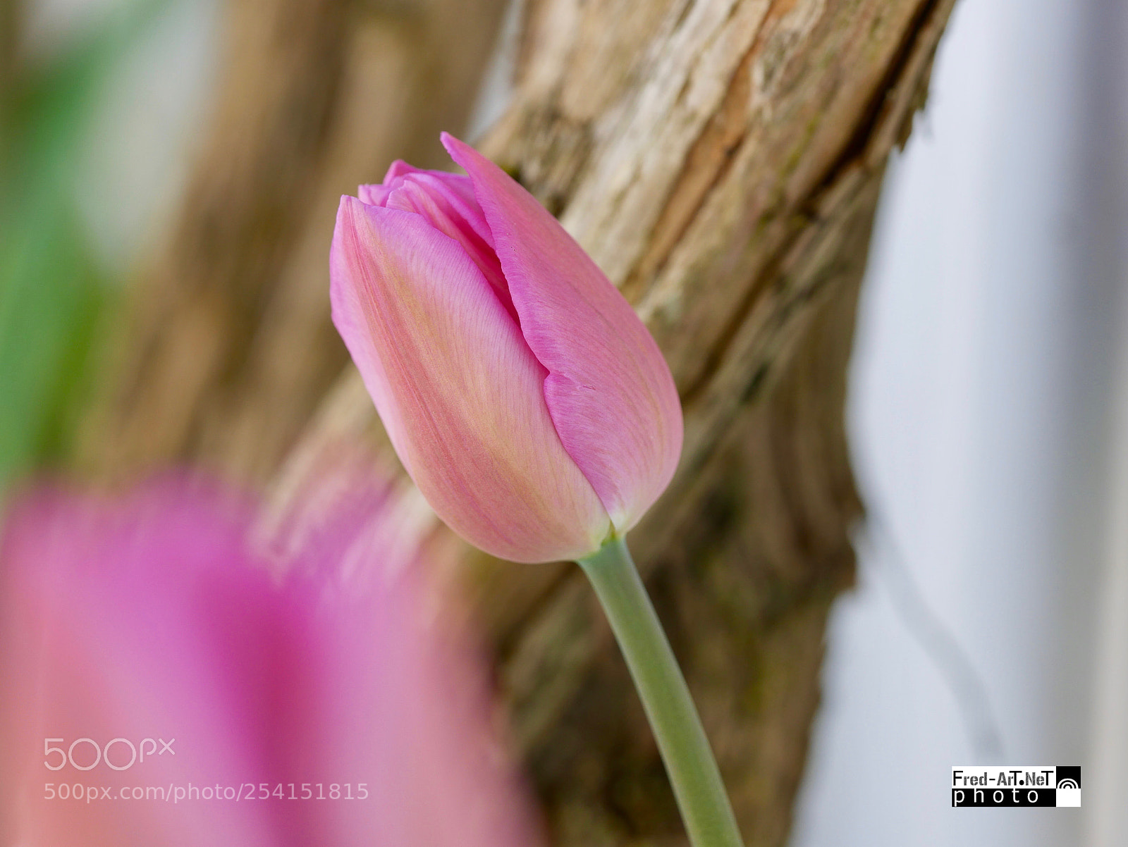 Panasonic DMC-G70 sample photo. Tulipe au vent! photography
