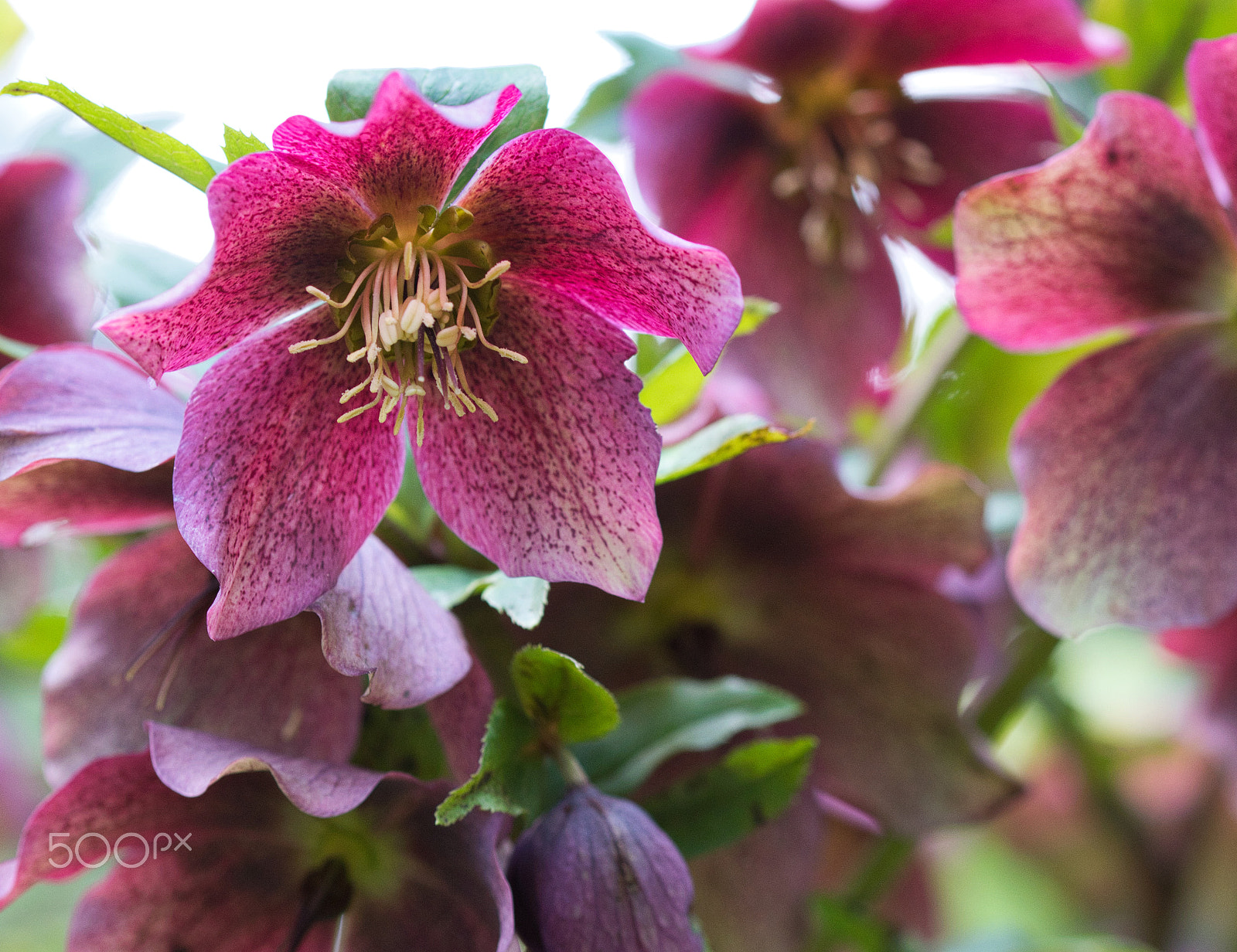 Sigma 105mm F2.8 EX DG OS HSM sample photo. Purple flower photography