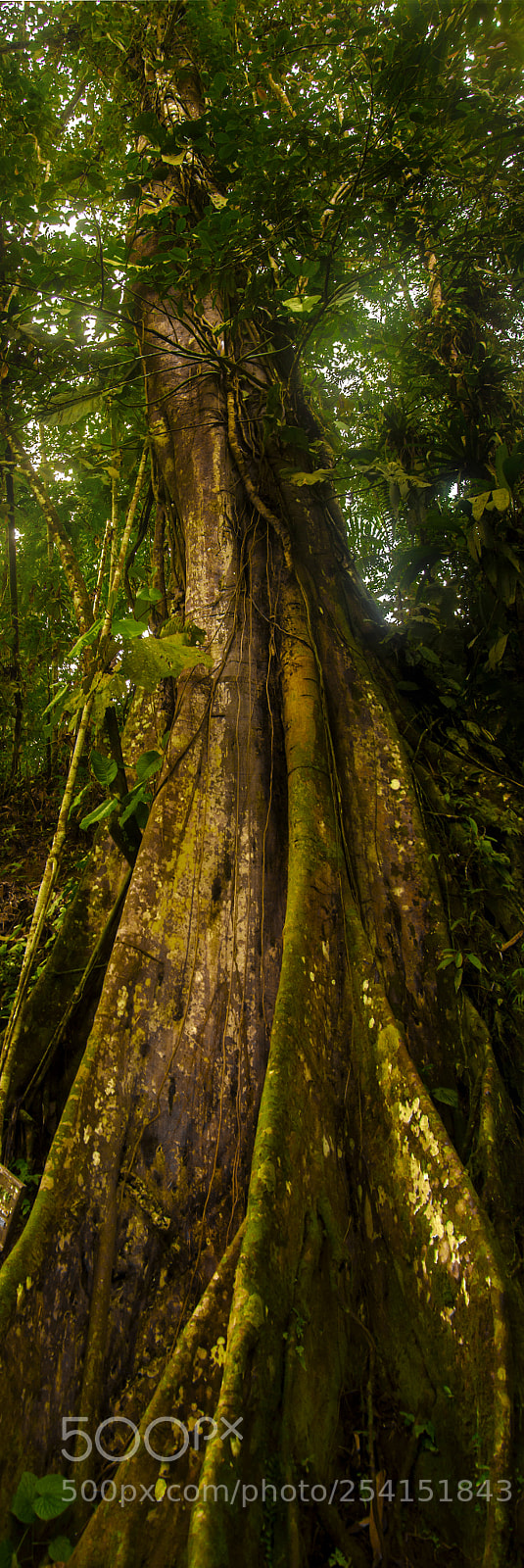 Nikon D5100 sample photo. Arbol photography