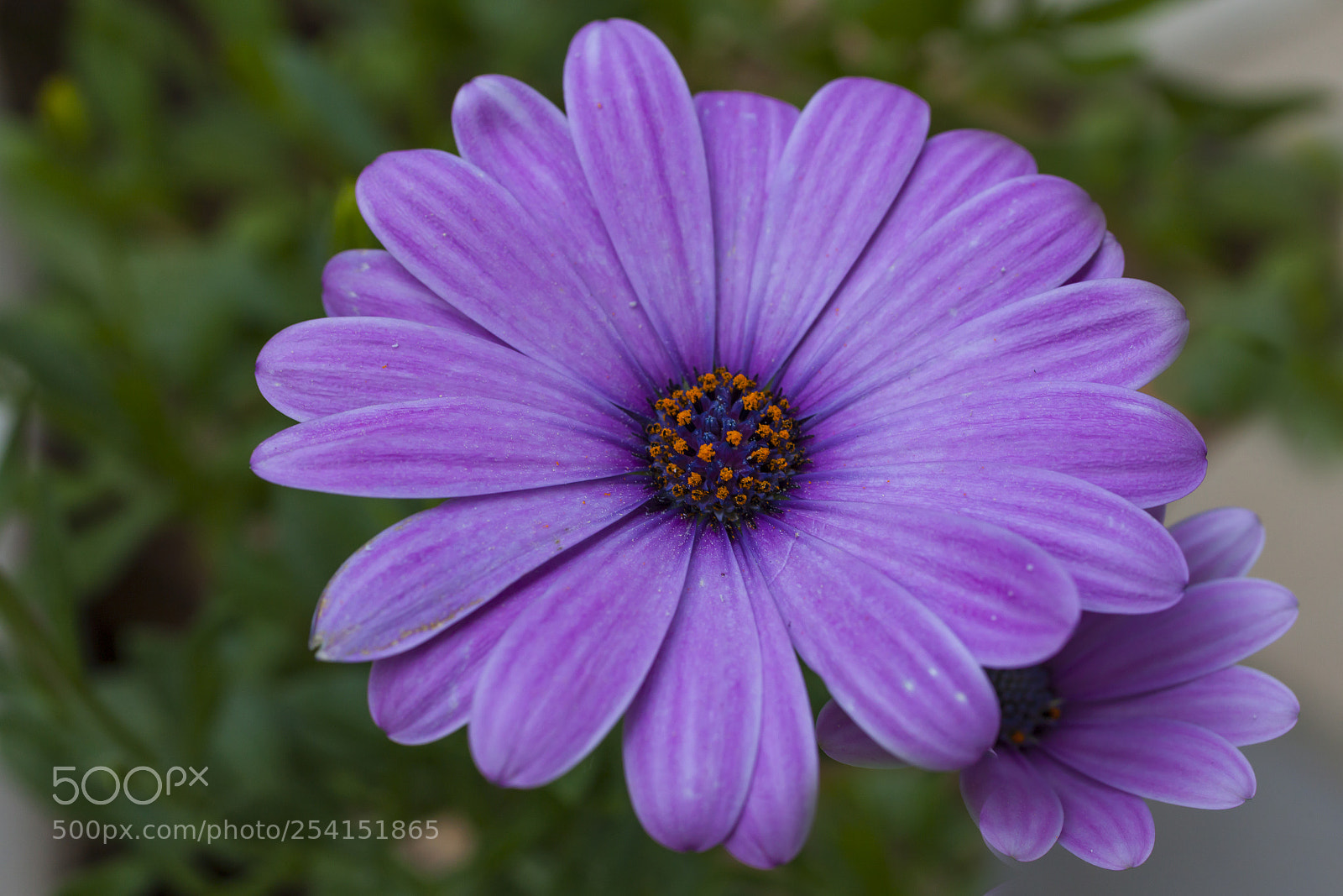 Canon EOS 5D Mark II sample photo. Spring flower photography