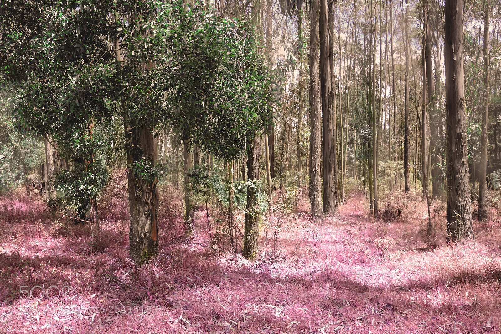 Nikon D5100 sample photo. Bosque fantastico photography