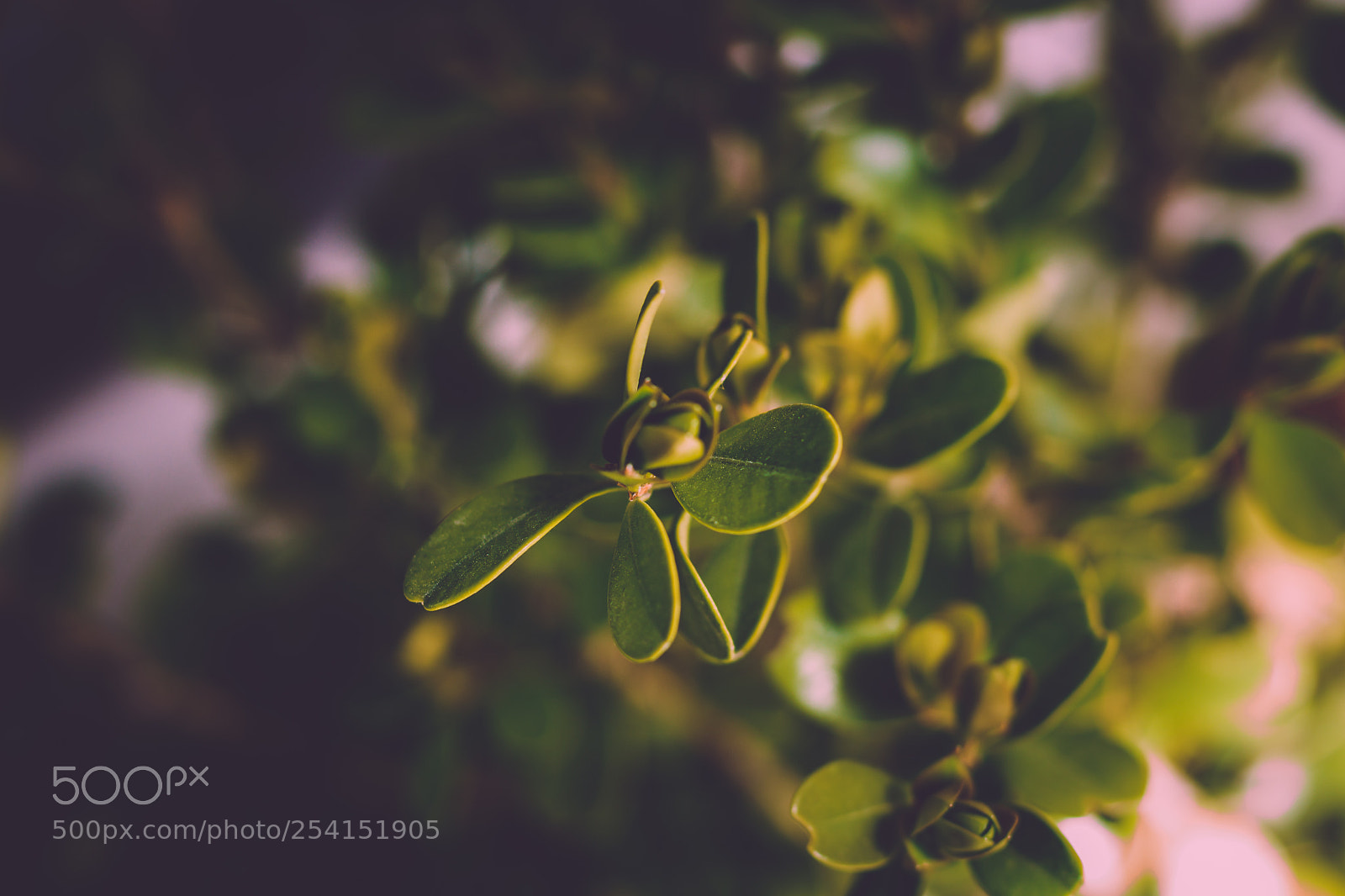 Canon EOS 750D (EOS Rebel T6i / EOS Kiss X8i) sample photo. Green leaves photography