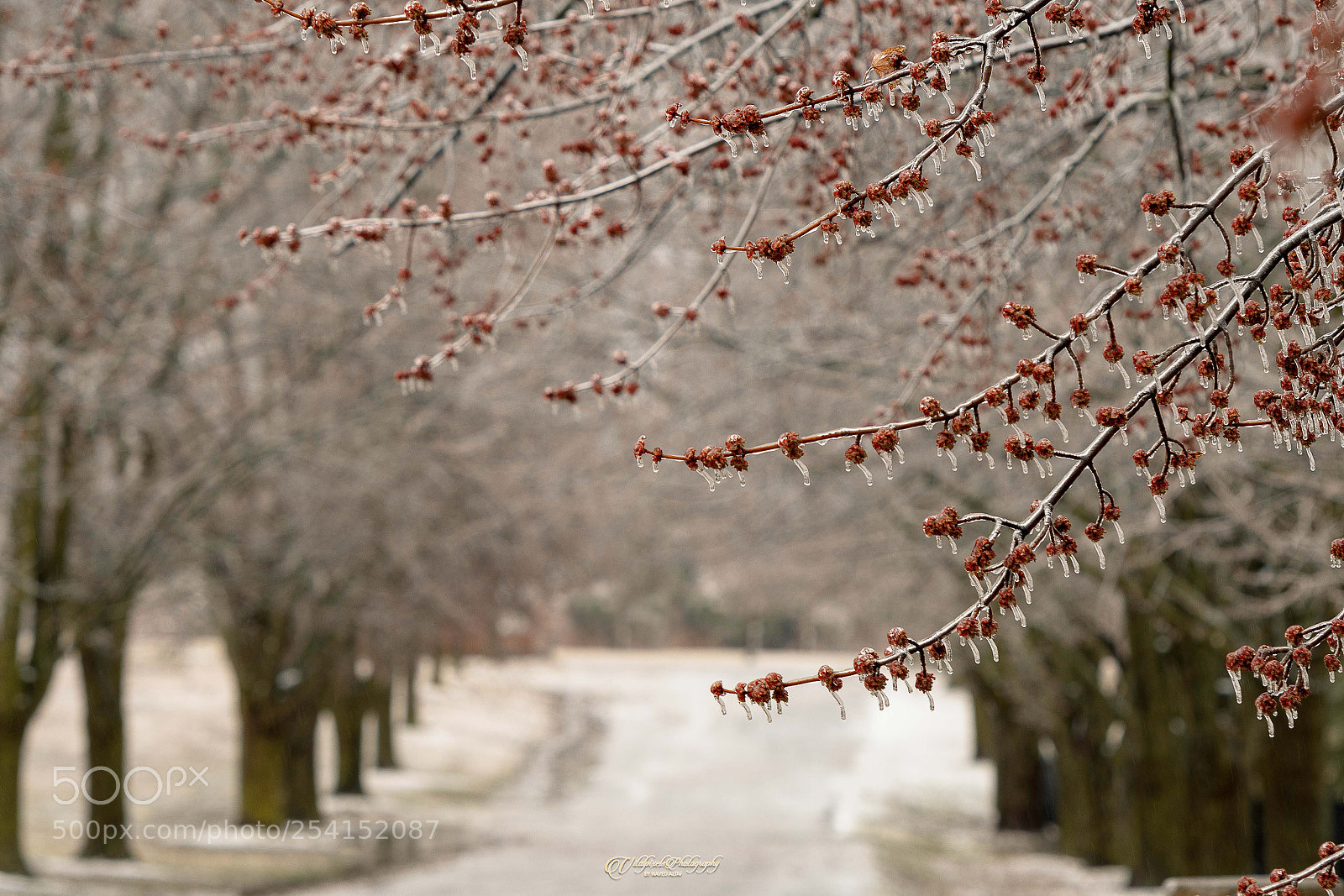 Nikon D500 sample photo. After the freezing rain! photography