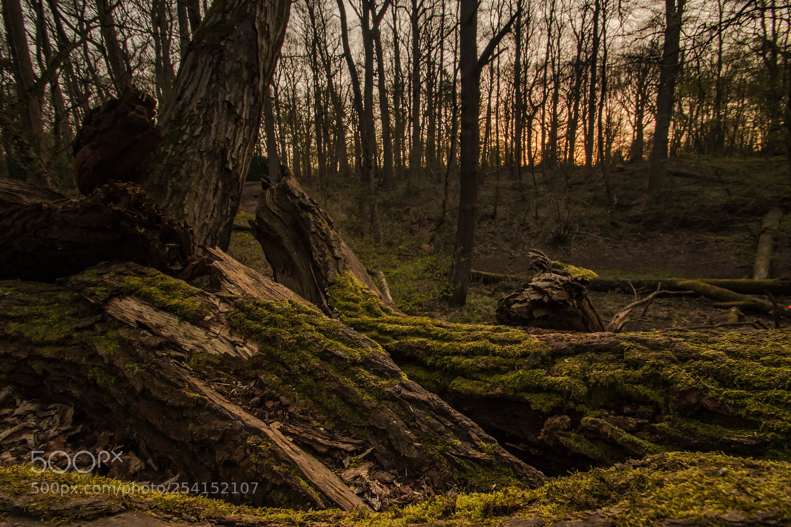 Canon EOS 70D sample photo. Woods photography