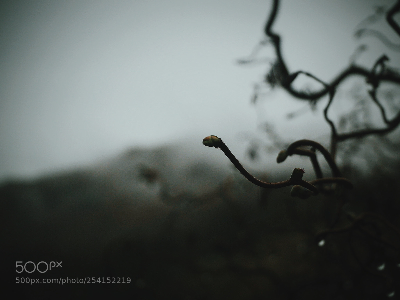 Olympus OM-D E-M10 II sample photo. Moody twists photography