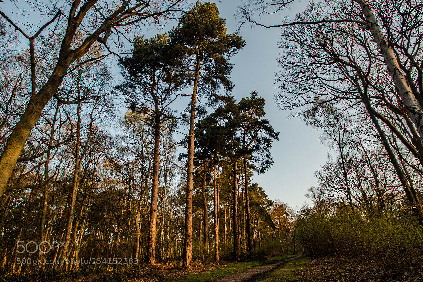 Canon EOS 70D sample photo. Woods  photography