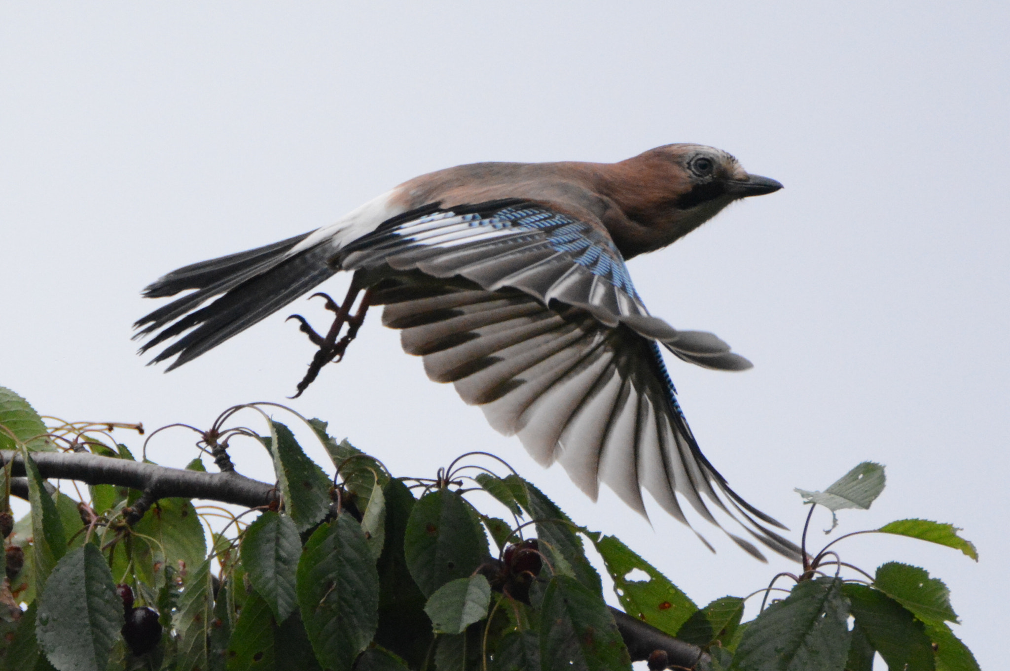 Nikon D5200 sample photo. Fly photography