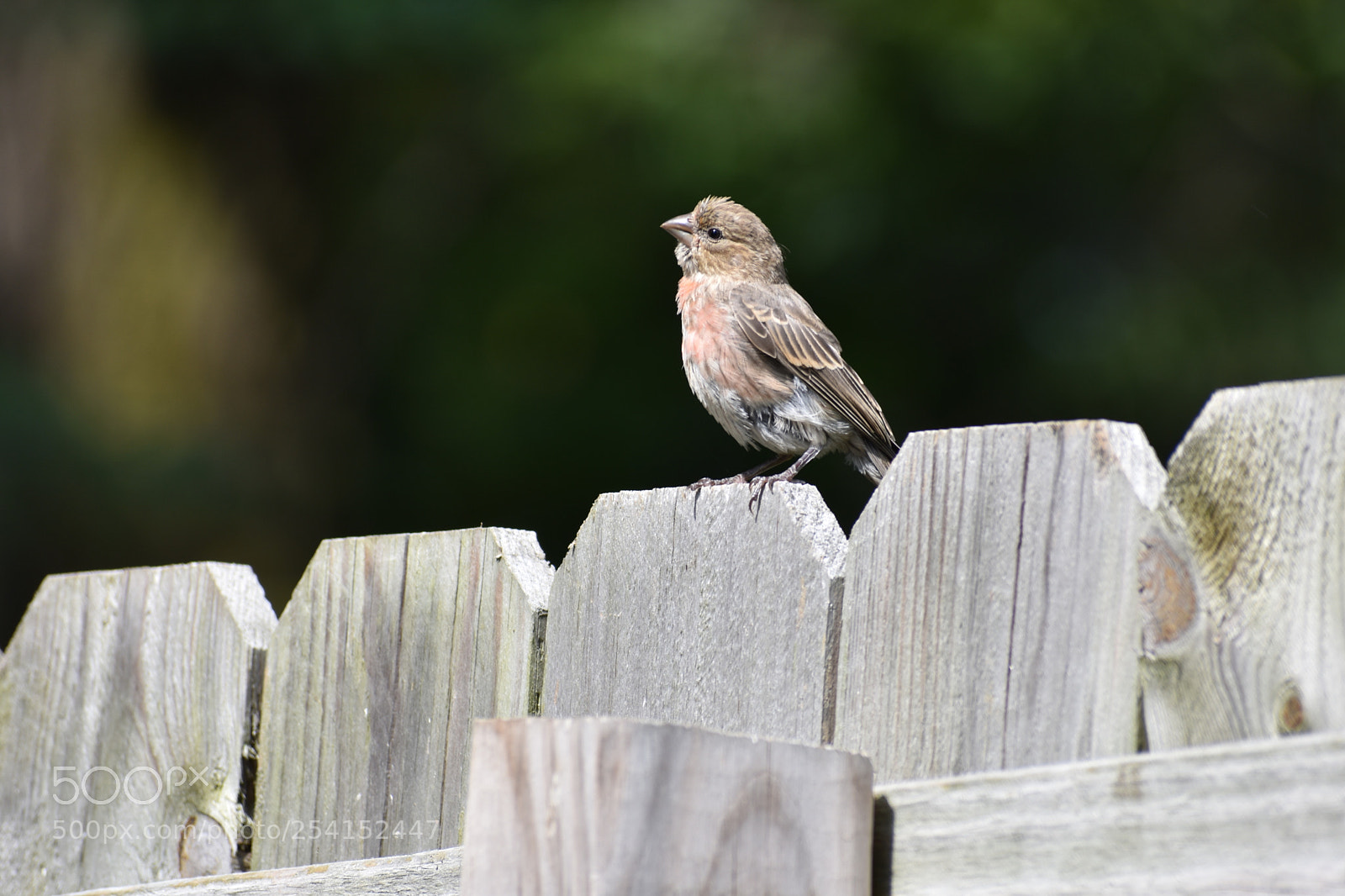 Nikon D3400 sample photo. On the fence photography